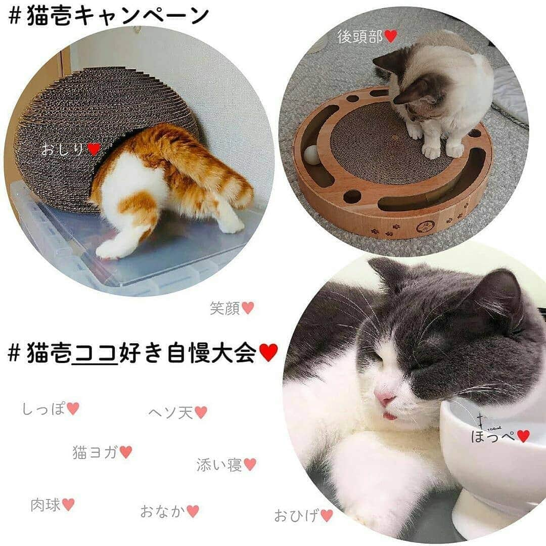 猫壱（ねこいち•ネコイチ）さんのインスタグラム写真 - (猫壱（ねこいち•ネコイチ）Instagram)「【#猫壱ここ好き自慢大会　✨応募要項】 ▫ まだまだ応募してほしいので再ポストです❤ ▫ 猫を飼っていたら絶対にある『猫のここが好き❤︎』という部分や仕草🐱❤️ ▫ あなたの好きな猫の部分や仕草を猫壱商品と一緒に撮影して、みんにゃに自慢してください✨ ▫ ◽️ ＊＊★応募要項★＊＊ ▫ ▫ ① 猫壱Instagramアカウントをフォロー♥ ▫ ▫ ② 猫壱商品 と一緒に猫の好きな部分や仕草の写真・動画を撮りましょう📷✨ ▫ ▫ ▫ ③【#猫壱キャンペーン  】・【#猫壱 】 ・【#猫壱ここ好き自慢大会　】のハッシュタグをつけてお写真や動画を投稿♪ 海外の方にも見て頂きたいので#necoichi もつけてもらえると中の人が喜びます❤︎ ▫ ▫ お写真や動画をポストするときには猫壱にタグ付けしてもらえればうれしいです😃✨ ▫ ▫ ★対象商品 ▫ 🔹ポータブルシリーズ (ケージ・トイレ・キャリー・ライトキャリー・落ち着くネット) 🔸リュックキャリー 🔹キャットトンネル（ピンク・ブルー・木目調） 🔸爪研ぎ全種 🔹猫のくら 🔸ハッピーダイニング各種 🔹つめきり 🔸抜け毛取りワイパー 🔹スポンジ各種 🔸首輪各種 🔹キャッチミーイフユーキャン2 ▫ ★対象期間 ・2020年10月1日～10月31日 ▫ ★受賞 金賞・銀賞・銅賞　3名さまと動画賞2名様に猫壱商品をプレゼント🐱❤❤ ▫ (在庫状況によりプレゼントできないものもあります。ご了承ください) ▫ ▫ ▼ご注意▼ ①【 猫壱の商品 】だと明確にわかる動画・写真をお撮りください。 ▫ ・ ②10月以前のお写真でも応募できますが、ポストしなおしてください。 ▫ ▫ ご投稿頂いた写真や動画の中で、面白いお写真・動画は猫壱がリポストして、皆様にご紹介します♪ ▫ ▫ たくさんのご応募お待ちしています😉 ▫ ▫ ▫ ▫ #ねこ #ネコ #猫好き #ねこらぶ #猫#ペット  #necoichi #cat #kitty  #kitten #pet#にゃんだふるらいふ #猫好きさんと繋がりたい #ねこすたぐらむ#写真募集 ▫ #猫壱キャンペーン概要」10月26日 8時34分 - necoichicojp