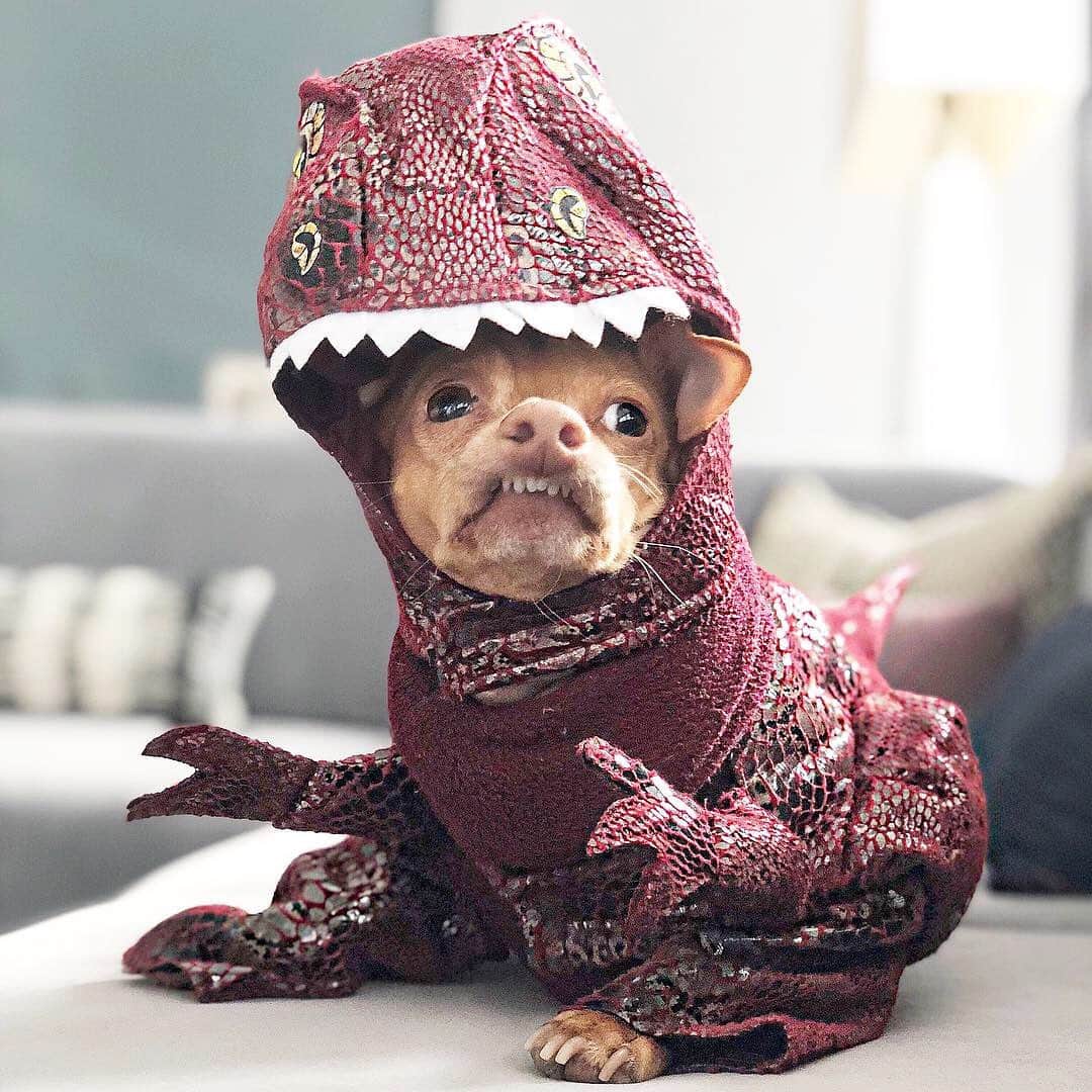 Tuna {breed:chiweenie} さんのインスタグラム写真 - (Tuna {breed:chiweenie} Instagram)「Before I start posting past homemade Halloween costumes that represent Tuna’s name, I think it’s important that we stare at him for a little while in his pre-Halloween Dino costume that he wore on this day in 2018. And not just important, but VERY important! #yourewelcome」10月26日 8時30分 - tunameltsmyheart