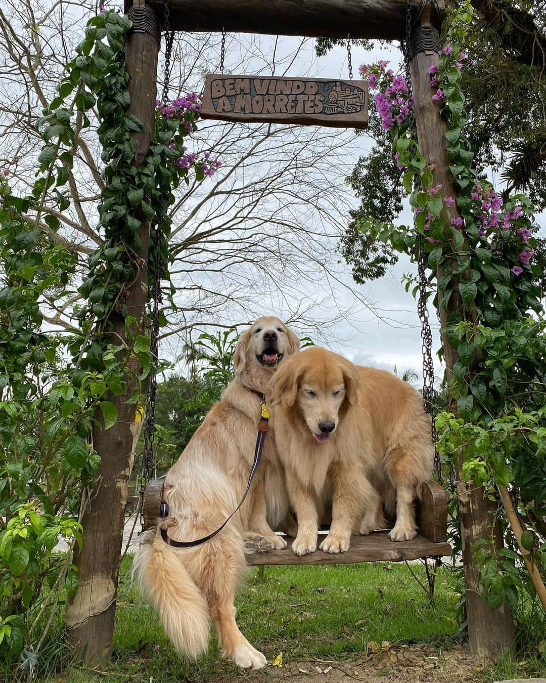 Bobさんのインスタグラム写真 - (BobInstagram)「Cidade de Morretes no Paraná , os humanos provaram o famoso Barreado do @oceleiroeco que é Petfriendly 🐾🐾 , depois passeamos pelo centrinho da cidade que conta com vários estabelecimentos onde os pets são bem vindos 👏  Esse foi mais um dia do #ExpediçõesOlaPet com o time @olapet.friendly 🏆  . #ExpediçõesOlaPet #HyundaiPets  . Destino: Morretes-PR . Gastronomia: @oceleiroeco  .   #olapetfriendly #destinos #curitiba #morretes #parana #petfriendly #viagemcompets #hotelaria #turismo #gastronomia #viagem #expedições #petlovers #trem #dogs #dogsofinstagram #dogoftheday #petsofinstagram #instagramers #vejasp #lazer #turismo #brasil #corporativo #hotel #morretes #barreado」10月26日 9時28分 - bob_marley_goldenretriever