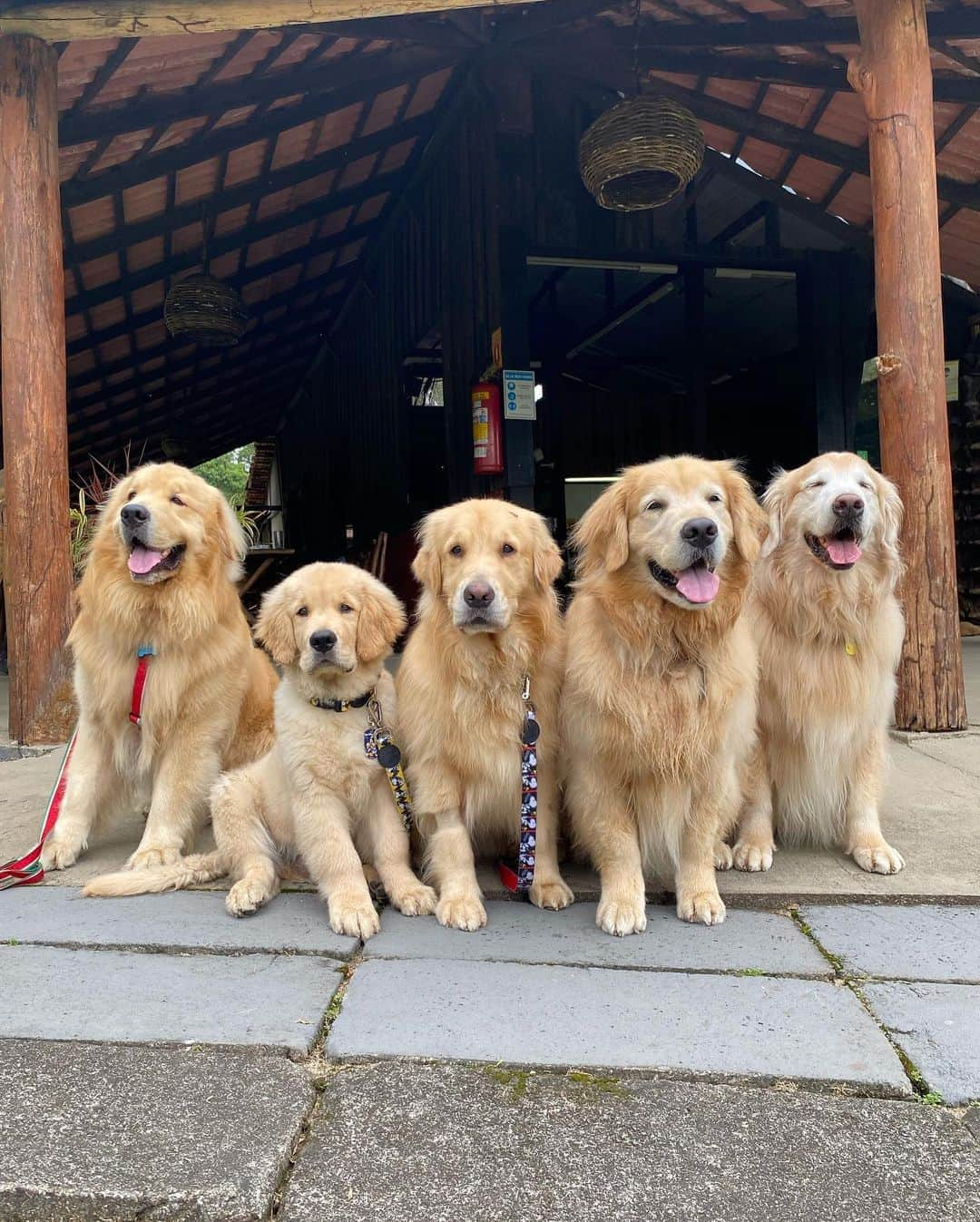 Bobさんのインスタグラム写真 - (BobInstagram)「Cidade de Morretes no Paraná , os humanos provaram o famoso Barreado do @oceleiroeco que é Petfriendly 🐾🐾 , depois passeamos pelo centrinho da cidade que conta com vários estabelecimentos onde os pets são bem vindos 👏  Esse foi mais um dia do #ExpediçõesOlaPet com o time @olapet.friendly 🏆  . #ExpediçõesOlaPet #HyundaiPets  . Destino: Morretes-PR . Gastronomia: @oceleiroeco  .   #olapetfriendly #destinos #curitiba #morretes #parana #petfriendly #viagemcompets #hotelaria #turismo #gastronomia #viagem #expedições #petlovers #trem #dogs #dogsofinstagram #dogoftheday #petsofinstagram #instagramers #vejasp #lazer #turismo #brasil #corporativo #hotel #morretes #barreado」10月26日 9時28分 - bob_marley_goldenretriever