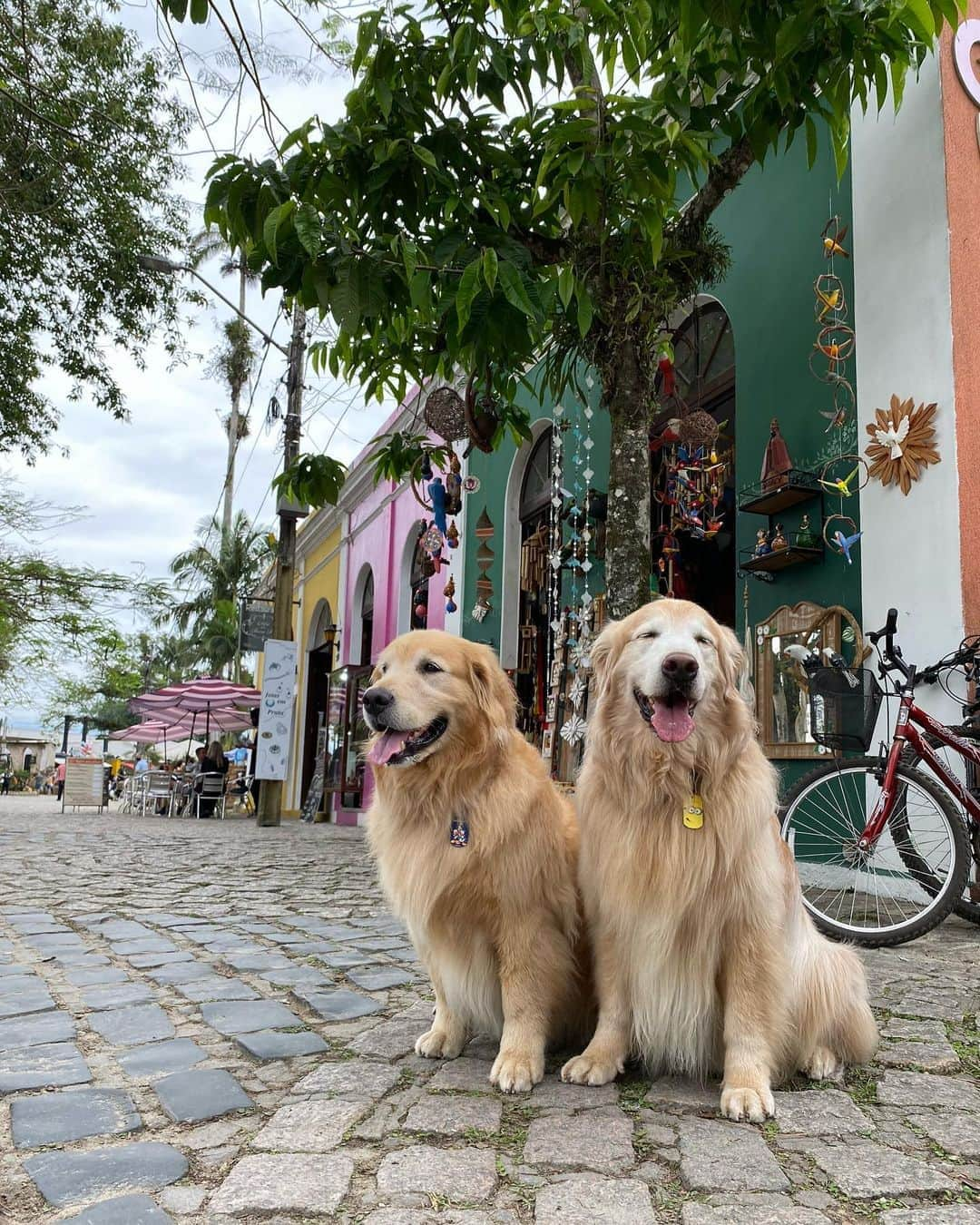 Bobさんのインスタグラム写真 - (BobInstagram)「Cidade de Morretes no Paraná , os humanos provaram o famoso Barreado do @oceleiroeco que é Petfriendly 🐾🐾 , depois passeamos pelo centrinho da cidade que conta com vários estabelecimentos onde os pets são bem vindos 👏  Esse foi mais um dia do #ExpediçõesOlaPet com o time @olapet.friendly 🏆  . #ExpediçõesOlaPet #HyundaiPets  . Destino: Morretes-PR . Gastronomia: @oceleiroeco  .   #olapetfriendly #destinos #curitiba #morretes #parana #petfriendly #viagemcompets #hotelaria #turismo #gastronomia #viagem #expedições #petlovers #trem #dogs #dogsofinstagram #dogoftheday #petsofinstagram #instagramers #vejasp #lazer #turismo #brasil #corporativo #hotel #morretes #barreado」10月26日 9時28分 - bob_marley_goldenretriever