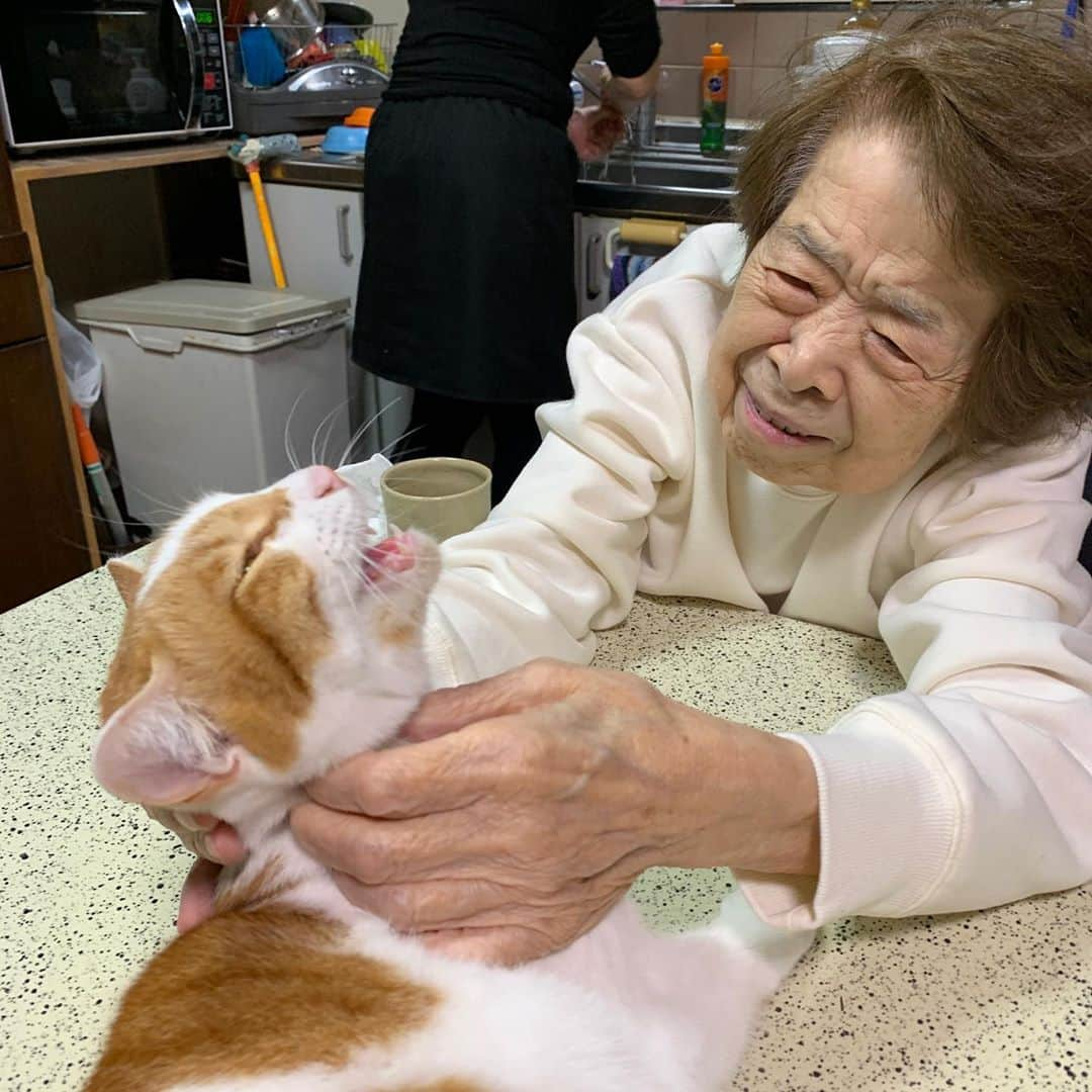 Kachimo Yoshimatsuさんのインスタグラム写真 - (Kachimo YoshimatsuInstagram)「おいなりちゃん、実習中。 Oinari-chan is in training.  #うちの猫ら #oinari #バーバ #バーバと猫 #バーバ見守り隊 #猫 #ねこ #cat #ネコ #catstagram #ネコ部 http://kachimo.exblog.jp」10月26日 9時47分 - kachimo