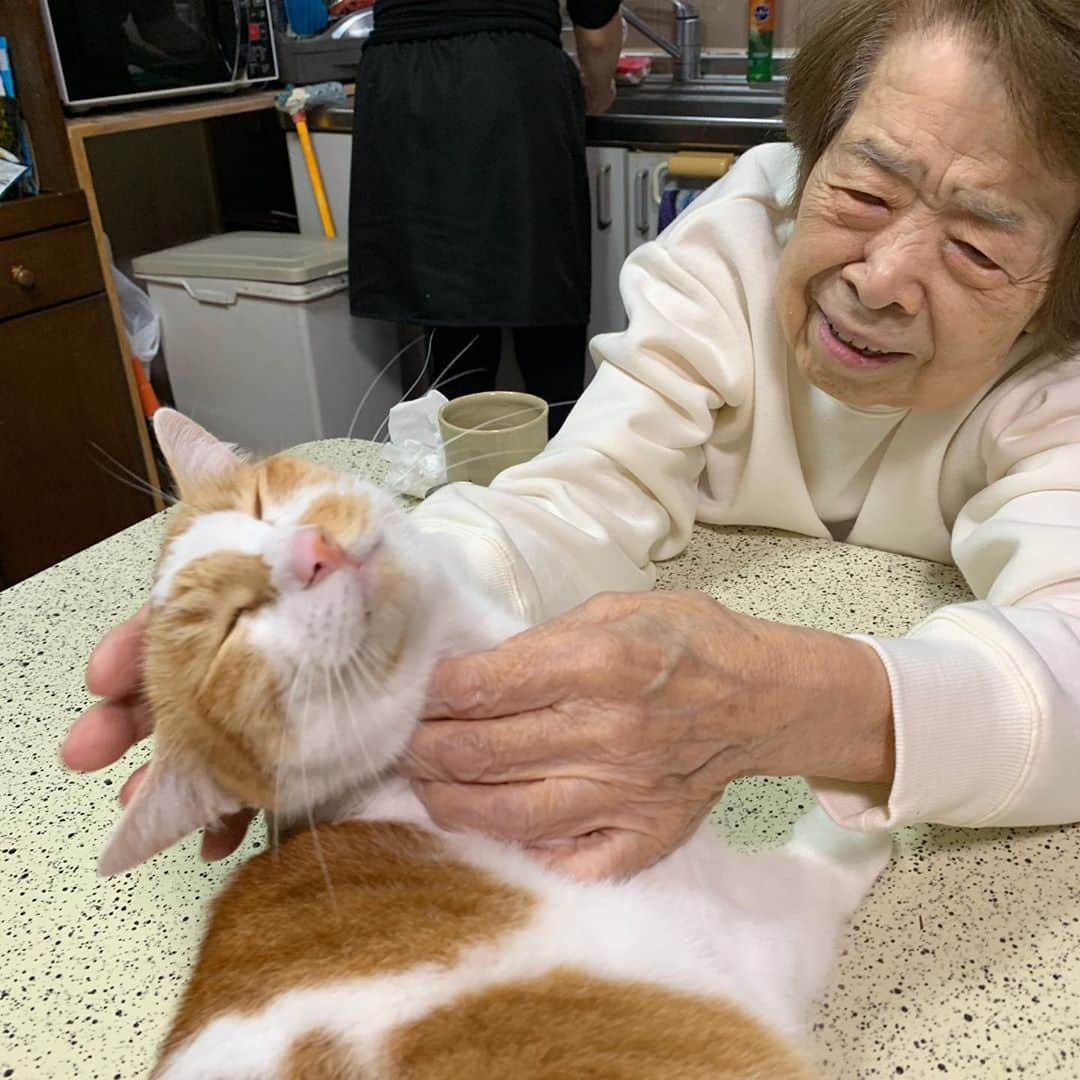 Kachimo Yoshimatsuさんのインスタグラム写真 - (Kachimo YoshimatsuInstagram)「おいなりちゃん、実習中。 Oinari-chan is in training.  #うちの猫ら #oinari #バーバ #バーバと猫 #バーバ見守り隊 #猫 #ねこ #cat #ネコ #catstagram #ネコ部 http://kachimo.exblog.jp」10月26日 9時47分 - kachimo