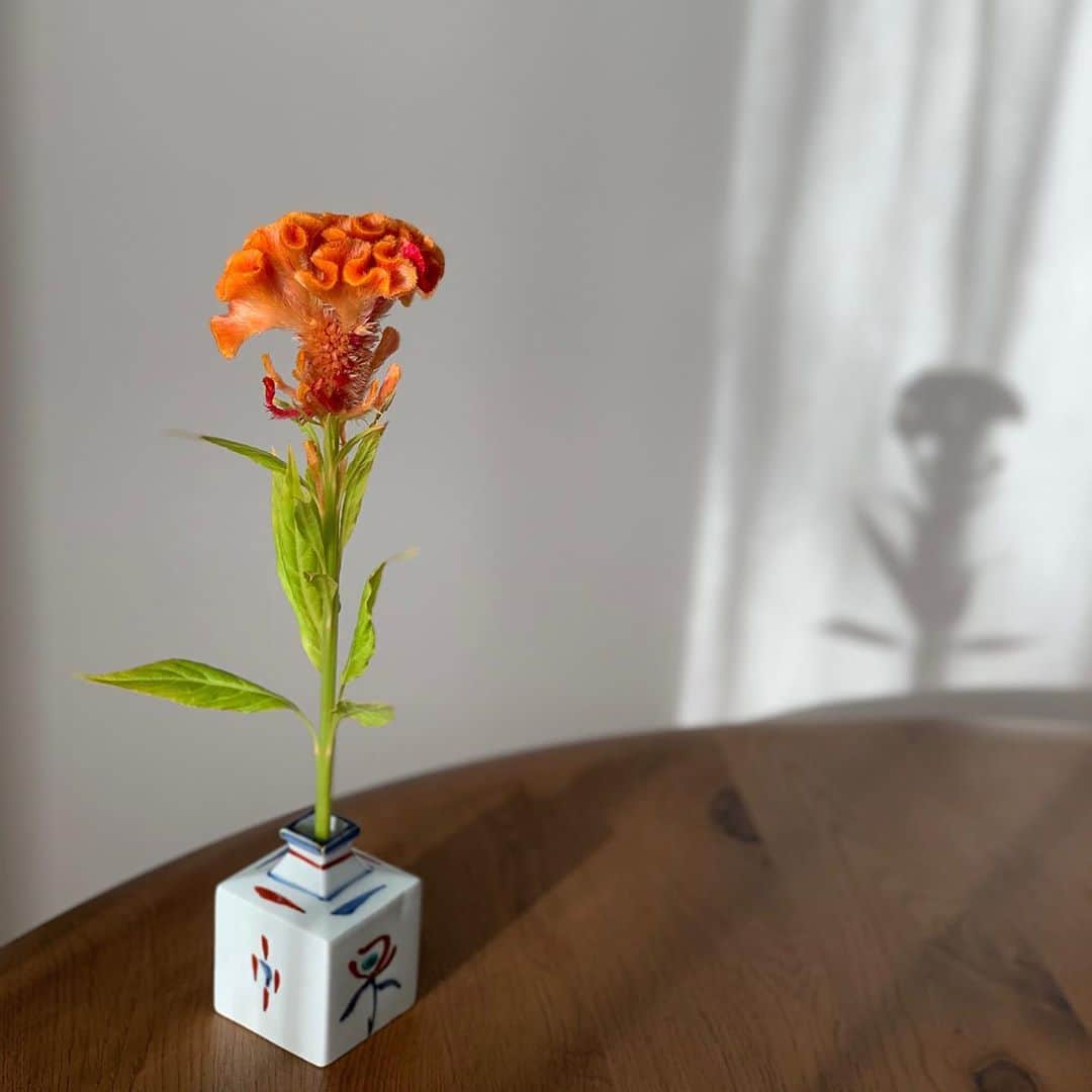 花田美恵子さんのインスタグラム写真 - (花田美恵子Instagram)「今週のお花は、ケイトウ🧡  ケイトウも色々なカラーがあって、形もニワトリのトサカの様なのもあれば、炎のような形のお花もケイトウの仲間なんだとか。  今週末はハロウィンだから🎃って、お店の方が勧めてくださったオレンジ色にしました  近くで見れば見るほど、造作が細かくて、可愛い✨ 近くで見たことないけど、本当に鶏のお顔に思えてきました  #autumn #flower #celosia #orange #halloween  #秋の花 #ケイトウ #ハロウィン #一輪挿し #日本の秋 #食欲の秋 #花言葉は #おしゃれ #色あせぬ恋」10月26日 15時32分 - hawaiimieko