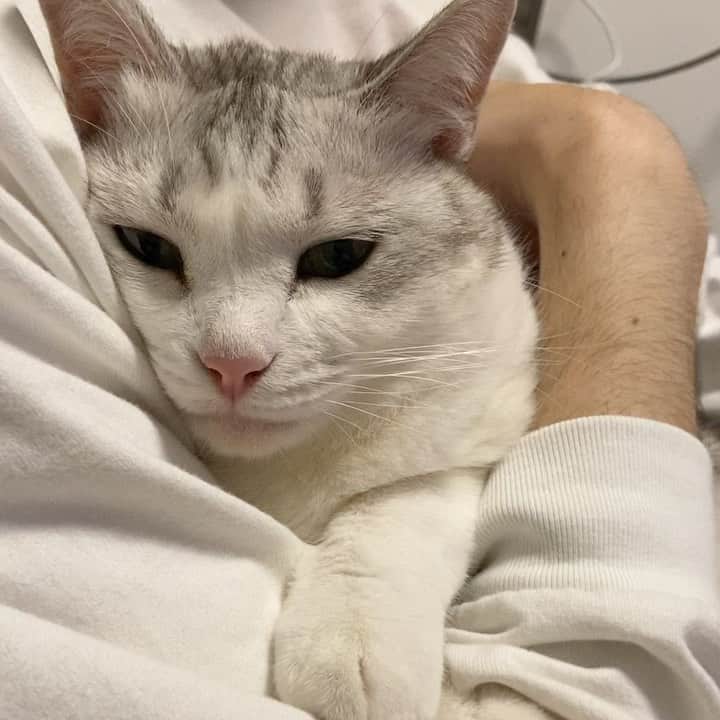 つるちゃんのインスタグラム：「抱っこされてねむねむ😪💕 さっきまで暴れてたのに、抱っこしたらすぐに眠くなっちゃう😂😂 .  #猫 #ねこ #にゃんこ #美猫 #ねこ部 #ふわもこ部 #ねこすたぐらむ #ペコねこ部 #猫好きさんと繋がりたい #にゃんすたぐらむ #cat #neko #instacat #catstagram #instagramcats  #catsconnect #meowbox #picneko #bestmeow #catsofinstagram #meowed #rakutenpet」