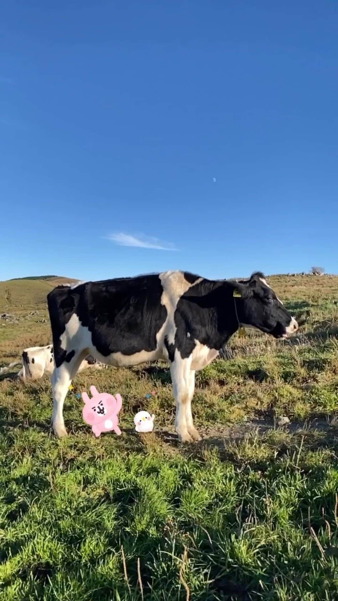 カナヘイのインスタグラム：「高原に来たピスケとうさぎ」