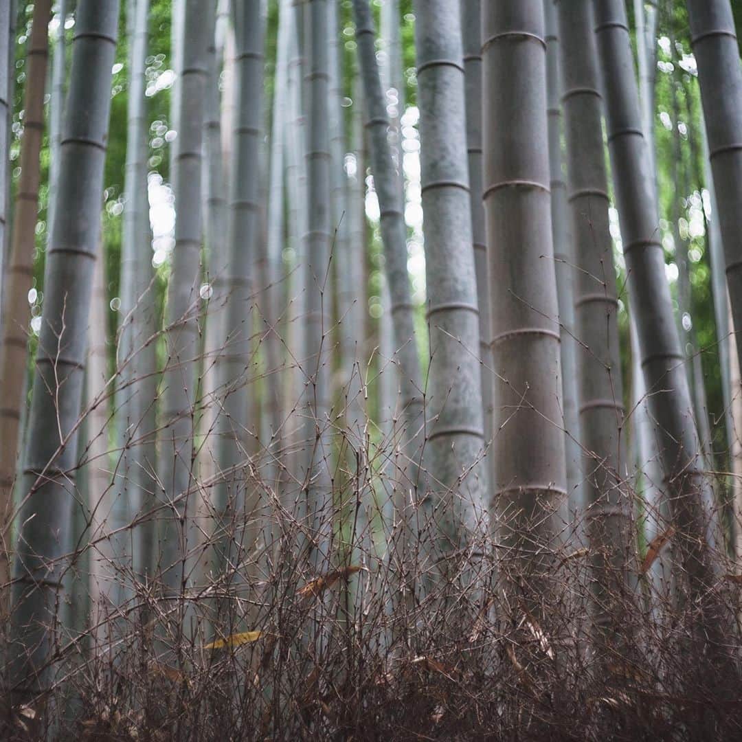 市川渚のインスタグラム：「﻿ 📍Arashiyama Park, Kyoto﻿ 📷 Shot on Sony a7iii × Leica Summicron 5cm﻿ ﻿ ﻿ 先日の旅行中はこれ一本で過ごして乗り切ったLeicaのオールドレンズ、Summicron 5cm（ @goopass さんでお借りしたやつ）。1950年台に製造された私の母世代のレンズなわけなのですが、開放でピントがバリっと合った時の気持ちよさがくせになる……そのかわり若干ピンの来てない写真も多数だったけれど……😭﻿ ﻿ やっぱりマニュアルのレンズでじっくり撮るのも楽しいなあ。﻿ ﻿ ﻿ #京都#嵐山#亀山公園#arashiyamakameyamapark#kameyamapark#竹林の小径#bambooforest#arashiyama#kyoto#a7iii#leicasummicron5cm」