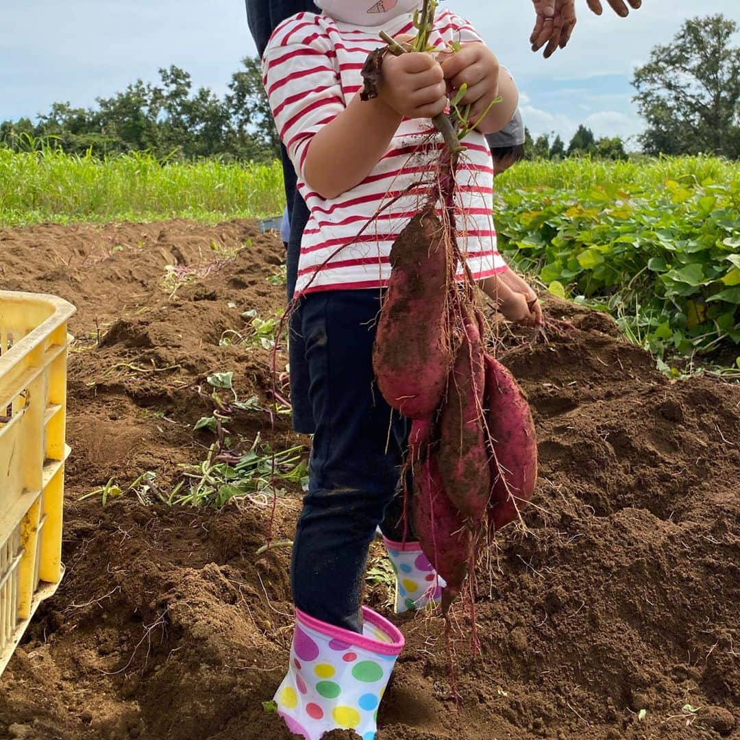 白田久子さんのインスタグラム写真 - (白田久子Instagram)「千葉の農園へ…👒 私の幼少期。楽しかった思い出といえばみかん狩り、芋堀り、落花生堀り。これは自分の子供達にも体験させたいと調べて行ってきました🌿 作物が土の中に埋まってる事に驚き、虫も沢山こんにちは😂楽しかった思い出になったかな❤️ 千葉といえば、おおまさり🥜茹でて食べると絶品です。 #芋ほり #おおまさり #経験値アップ  #年子ママ」10月26日 11時02分 - hisako_shirata