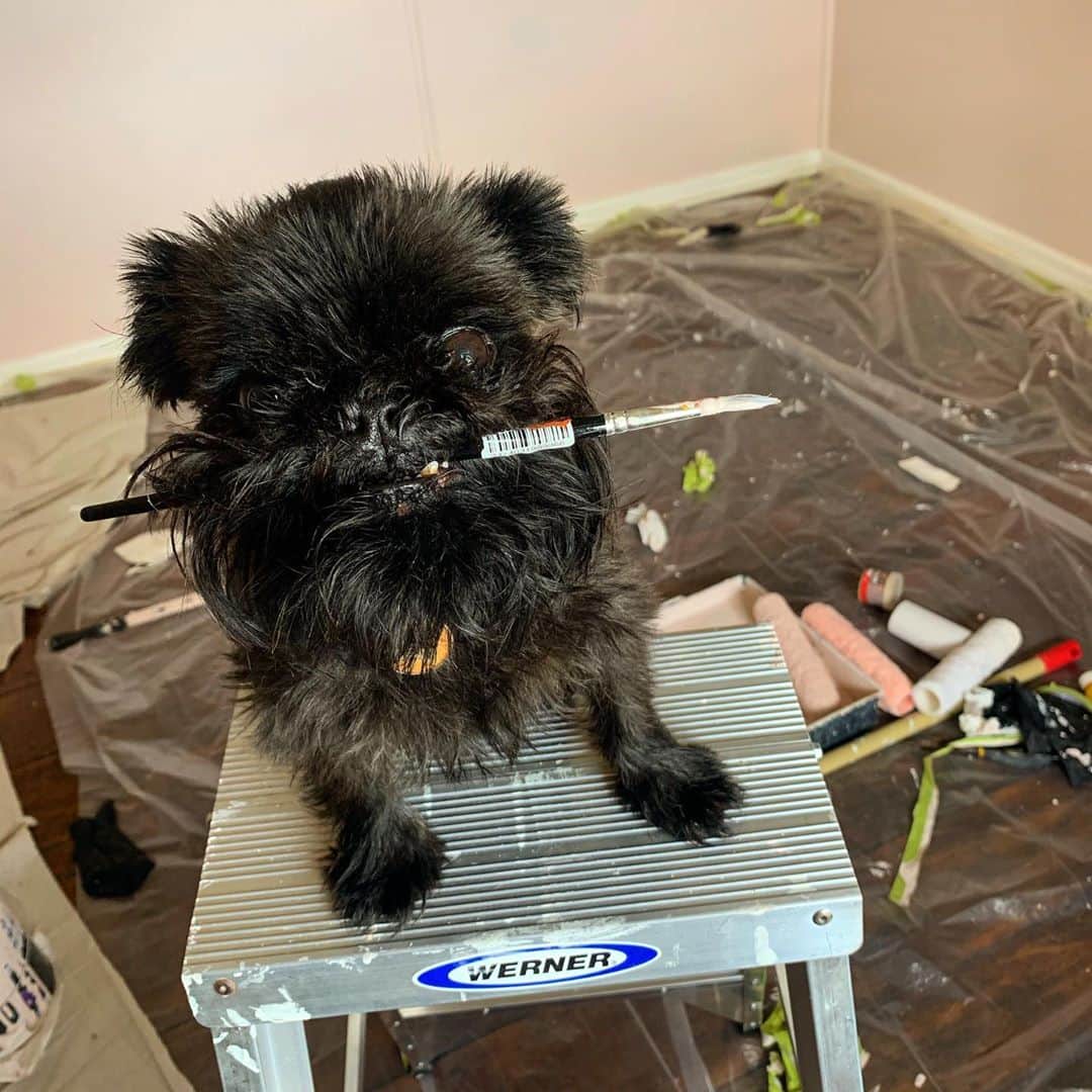 Digby & Aloのインスタグラム：「They only call it labour weekend because you can use your kids as free labour! #painting #diy #resene」