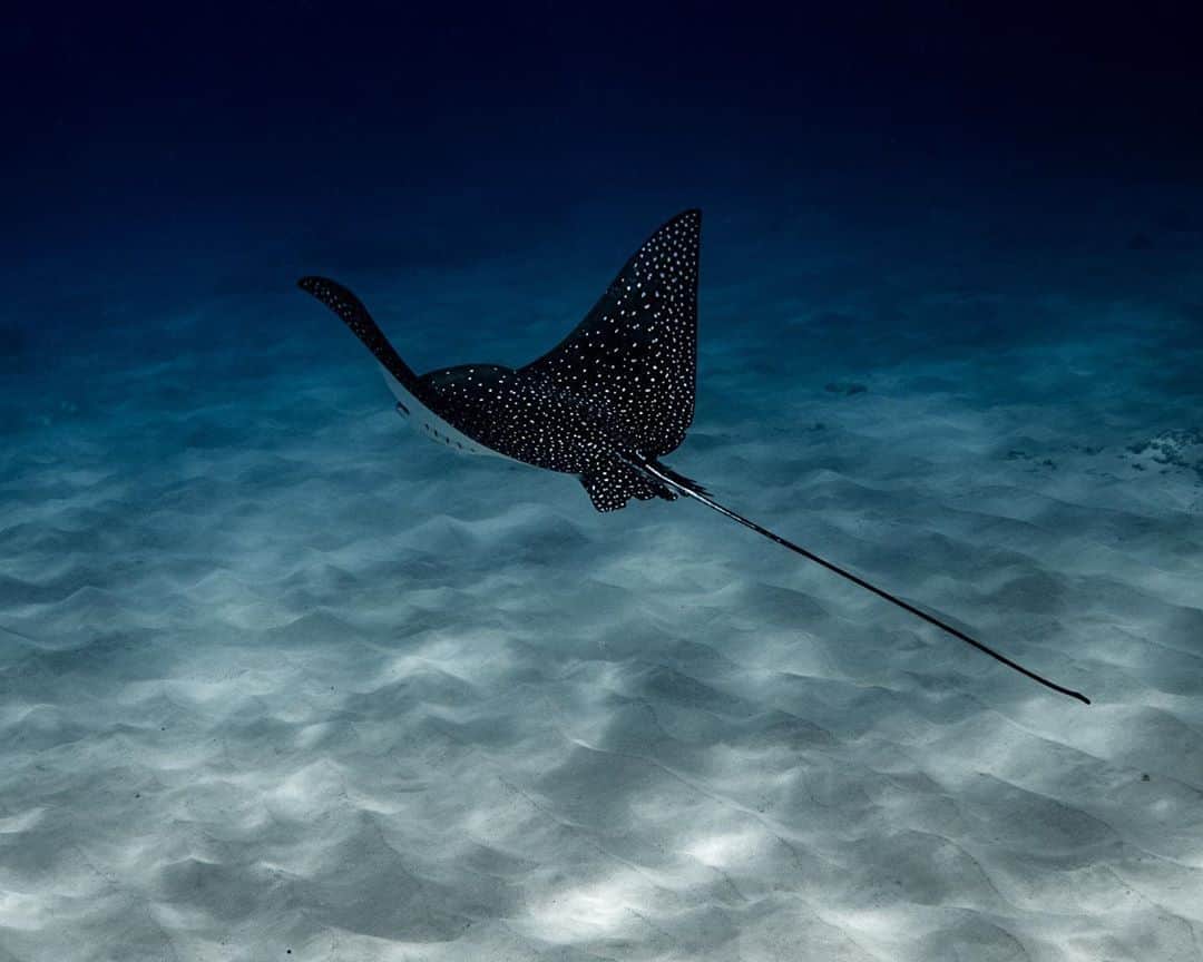 And Youさんのインスタグラム写真 - (And YouInstagram)「The eagle rays are a group of cartilaginous fishes in the family Myliobatidae, consisting mostly of large species living in the open ocean rather than on the sea bottom. Eagle rays feed on mollusks and crustaceans, crushing their shells with their flattened teeth.  . . . . .  #sealife #staysalty #underwaterphotography #water_of_our_world #padi #madeofocean #adventureculture #saveouroceans #offshore #bg_underwater #freedive #divedeep #underwaterworld #snorkelaroundtheworld  #hawaiian #hawaiiunchained #hawaiilife #nakedhawaii #hawaiistagram」10月26日 11時05分 - dolphinsandyou