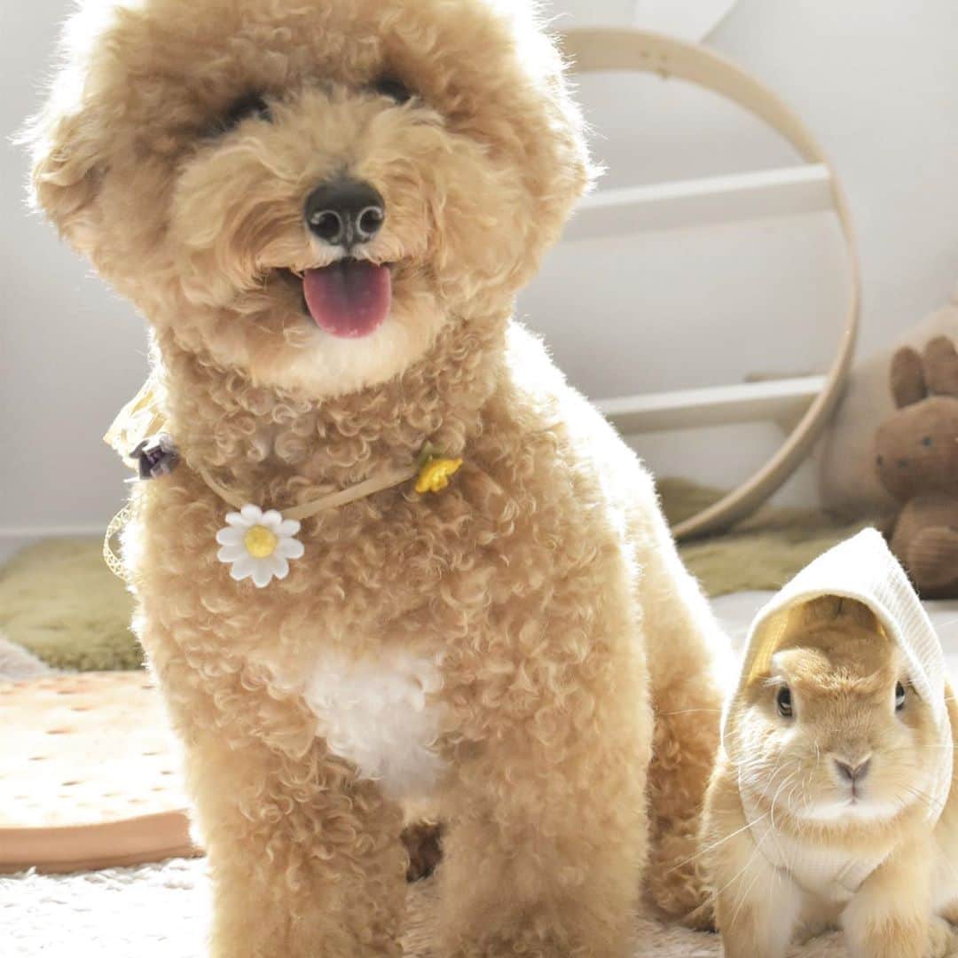 yun.ゆんのインスタグラム：「march.lemon🐻🍋＋cotton.💭 デコボココンビでしゅよ。🐶🐰 今週もがんばろう〜。✨ . . けつようびの今日は コットンのしっぽと うさぎのしっぽ比べ…。 . マーチのカステラのようにつまめそうなしっぽ。🤎 レモンの張り切って上がったしっぽ。💛 コットンのススキのようなしっぽ。🌾 . . . . 昨晩11月に福岡であるutaさんの撮影会を知り💦慌ててギリギリ予約できました。✨ ありがとうございました。😆 @uta_utao  （あと1枠あいましたよ❤︎） . レモンは初参加のutaさんの撮影会、予約できてよかった！ レモンの換毛がそれまでに終わるといいなぁ〜。 . ♪ ♪ ♪ #けつようび  #うさぎ#ウサギ#ネザーランドドワーフ#ZIP写真部#レモン#ふわもこ部#多頭飼い#犬とうさぎ#ベージュ組 #rabbits#rabbitsofinstagram #rabbitstagram #petstagram #march#instapet#cutepetclub #instarabbit #bunnies #bunnylove #lapin #pecotv #WeeklyFluff #lemon #netherlanddwarf #dailyflufffeature#pecotv」