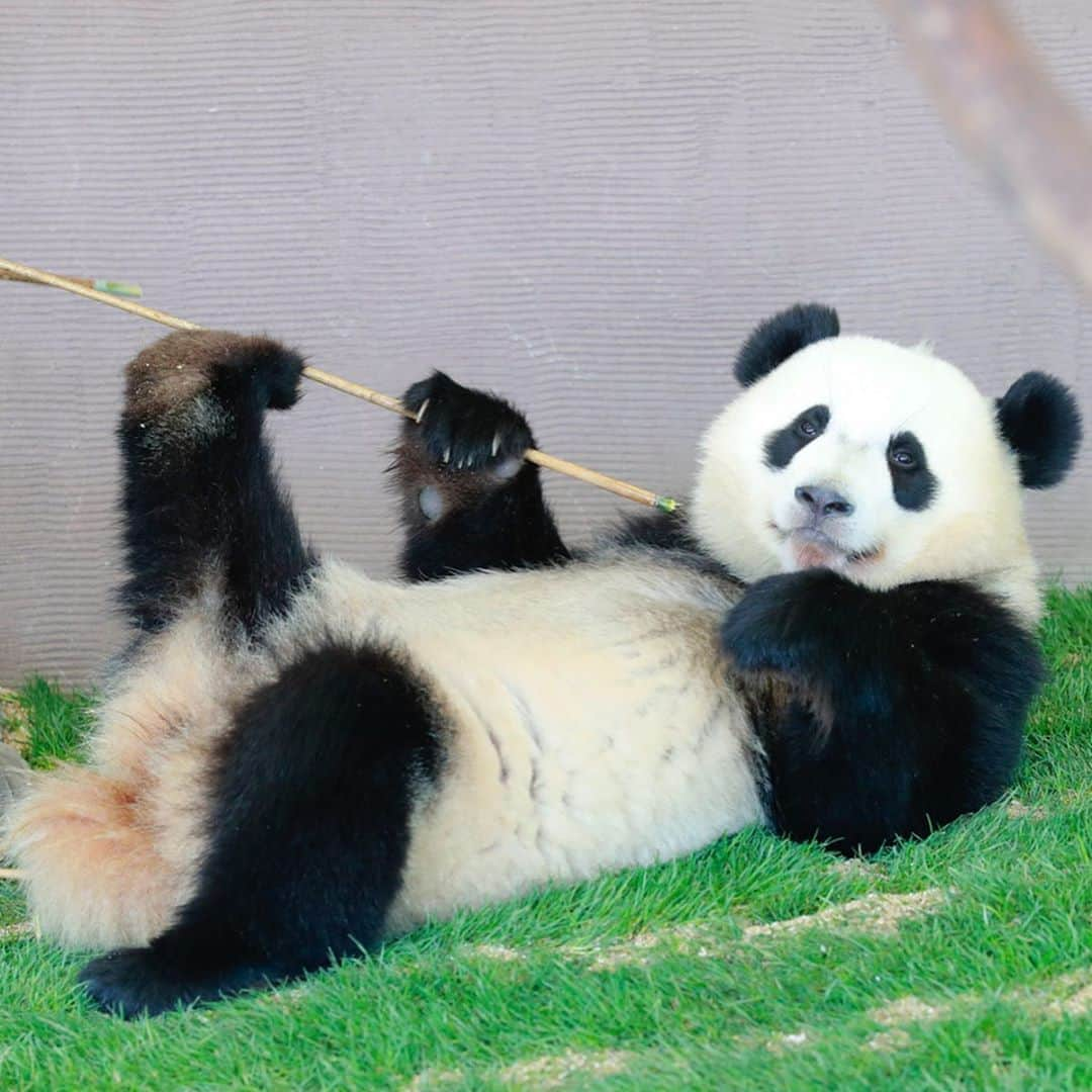 パンダ（白浜）さんのインスタグラム写真 - (パンダ（白浜）Instagram)「#yuihin & bamboo 竹と #結浜 🐼😊🐼 #photography #adventureworld #アドベンチャーワールド #ADVENTUREWORLDPANDAS #baby #HELLOLITTLE #pandamental #hellopanda #ハローリトル #ハローパンダ #パンダグラビア #パンダ　and #panda #pandababy 🐼🐼🐼」10月26日 11時38分 - hellopanda_book