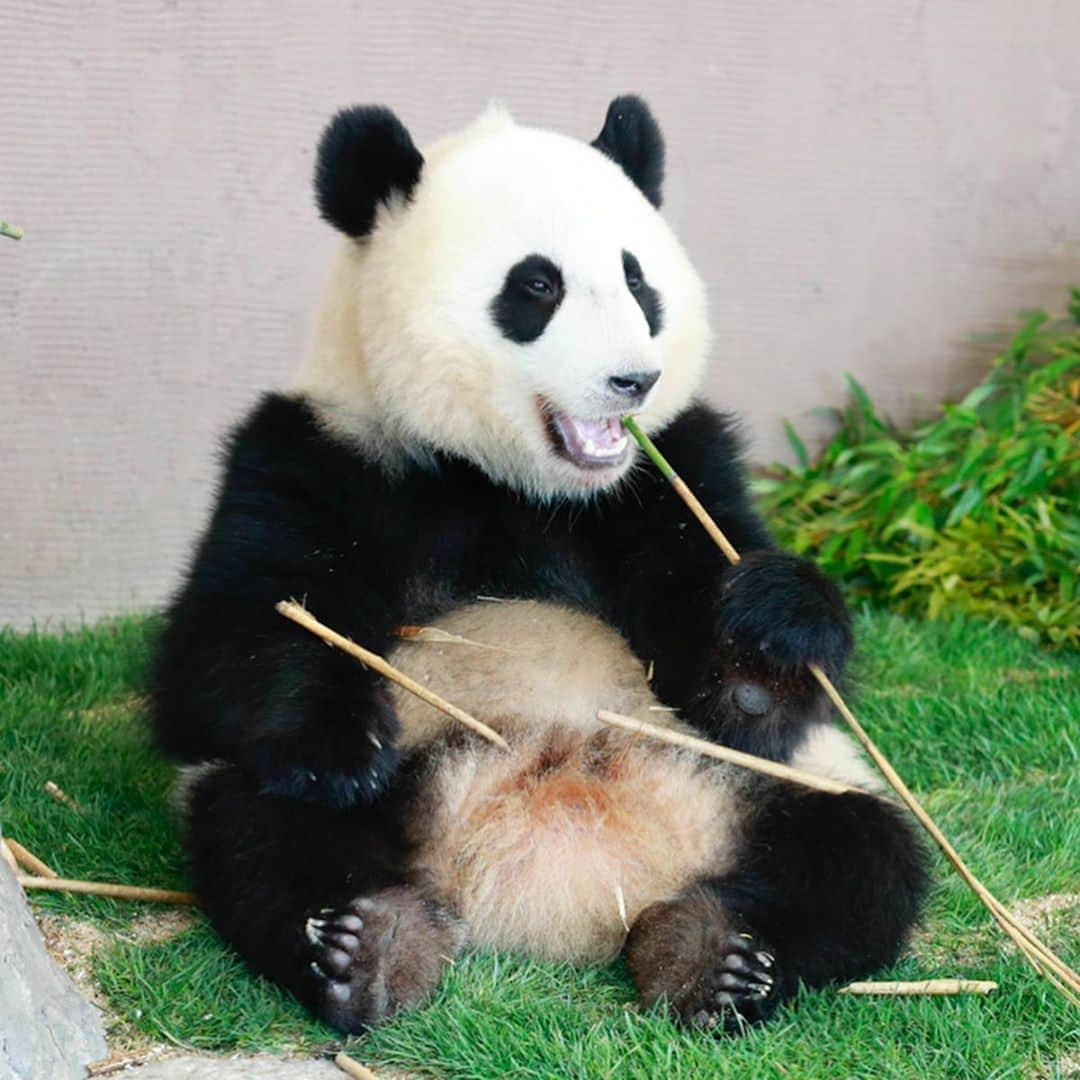 パンダ（白浜）さんのインスタグラム写真 - (パンダ（白浜）Instagram)「#yuihin & bamboo 竹と #結浜 🐼😊🐼 #photography #adventureworld #アドベンチャーワールド #ADVENTUREWORLDPANDAS #baby #HELLOLITTLE #pandamental #hellopanda #ハローリトル #ハローパンダ #パンダグラビア #パンダ　and #panda #pandababy 🐼🐼🐼」10月26日 11時38分 - hellopanda_book