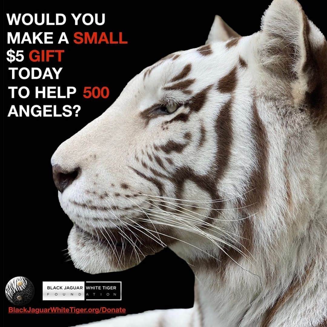 Black Jaguar-White Tiger さんのインスタグラム写真 - (Black Jaguar-White Tiger Instagram)「The active link to donate is on our bio or at www.BlackJaguarWhiteTiger.org/Donate * Thank you from the bottom of our Hearts...」10月26日 11時30分 - blackjaguarwhitetiger
