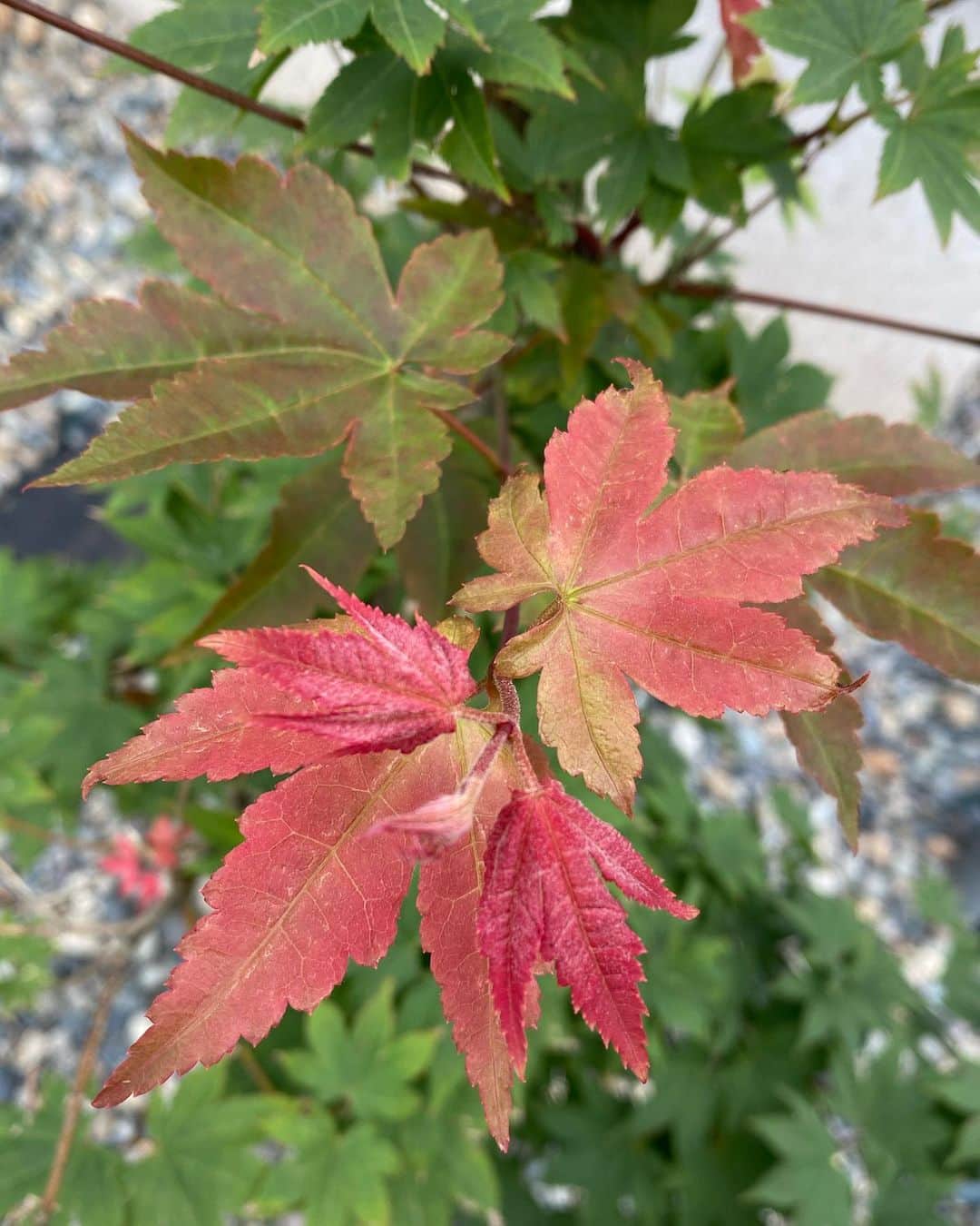 花野じゅりあのインスタグラム：「. 今年の秋は、秋晴れの日が多い気がして嬉しいです  久しぶりにじっくり景色を楽しみながら外を歩いたら、いつもの道に素敵な景色をたくさん見つけました  関西に住んでいた時は、京都まで紅葉を見にいくのが楽しみでしたが、街中に佇むこんな小さな紅葉も、趣があっていいなぁと…  なるべく長く秋がとどまってくれますように。  みなさんのお好きな季節はどの季節ですか？ . . . . . #紅葉 #道端の秋 #好きな季節」