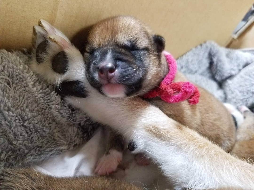 柴犬たま Shibainu Tamaのインスタグラム