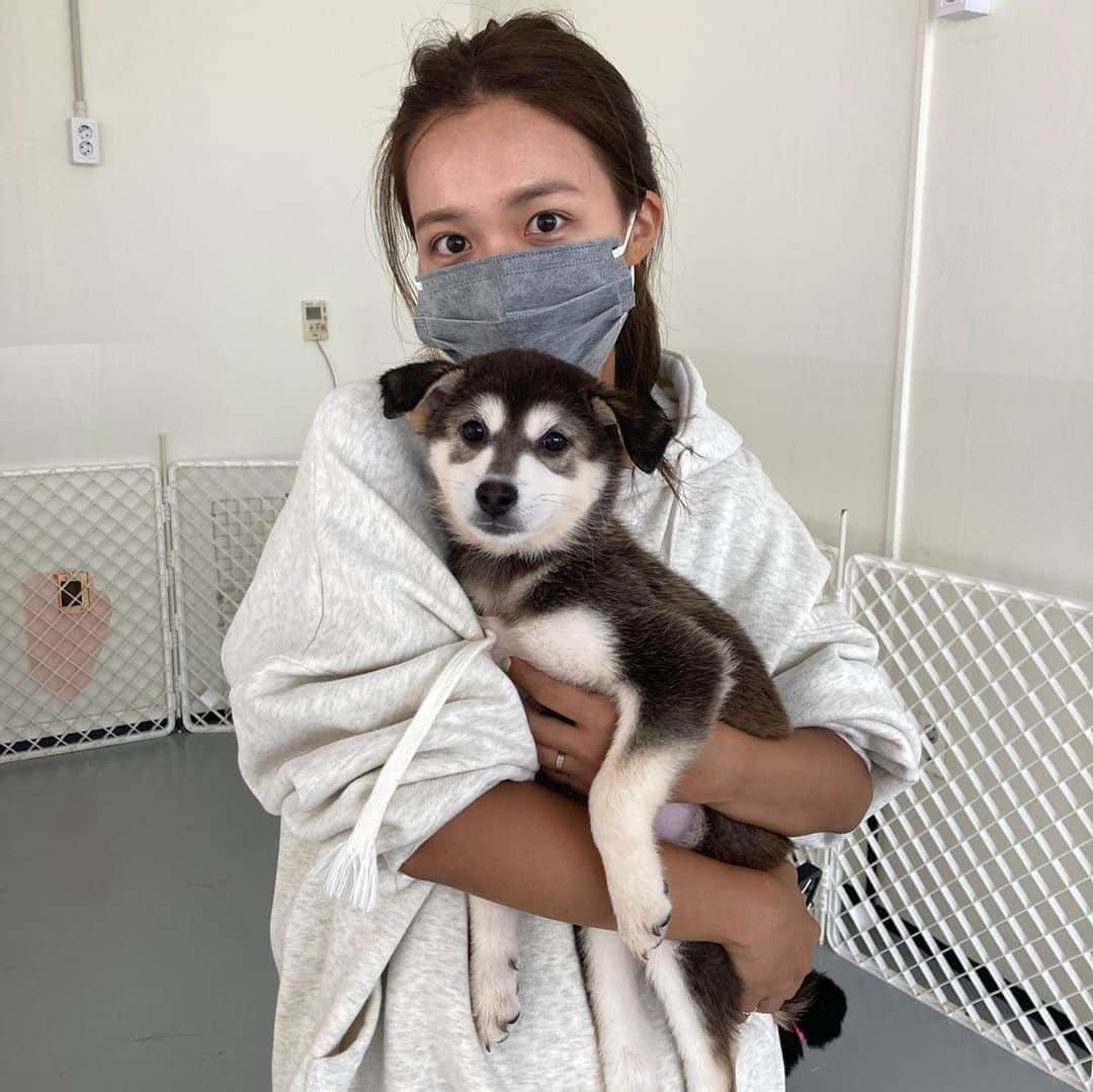 キム・ダヘのインスタグラム：「천사같은 아이덜... 다 좋은 주인 만날구야 너네 다 너무 착하고 이뿌니까 🤍🤍 #유사천#유기견을사랑하는천사들#유기견입양 #사지마세요입양하세요」