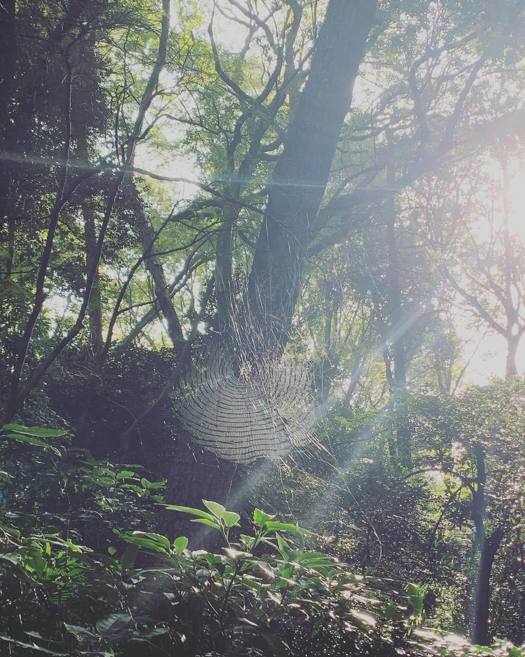 たむらぱんのインスタグラム：「🕸なに編みだろうか🕸☺️🕸」