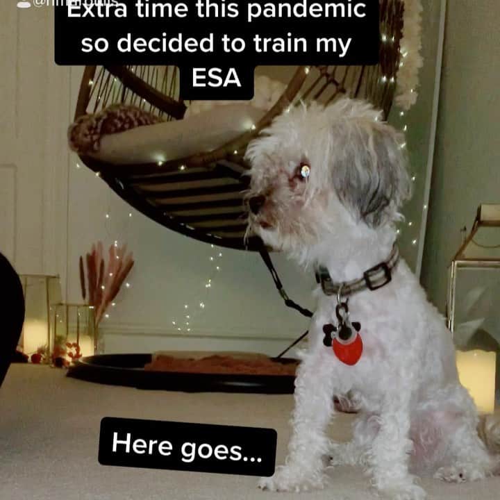 ヘレン・マロウリスのインスタグラム：「@chip_doggy making mama proud! We played around with some new moves (tricks). He’s got his calisthenics down so I think he’s about ready to start getting on the mats soon 😜 #dogtraining #petsmart #dogbook #training #dogtricks #puppy #love」