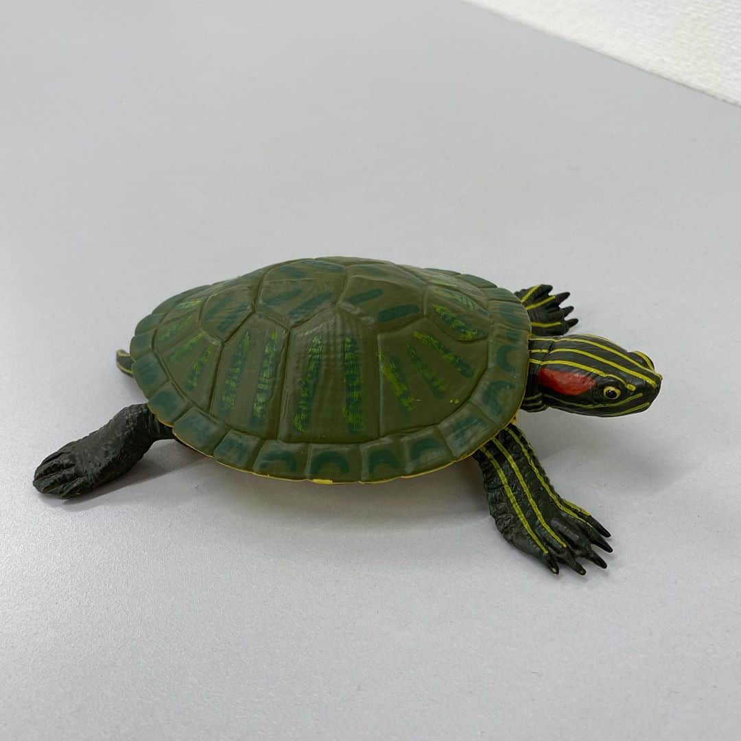 山根良顕さんのインスタグラム写真 - (山根良顕Instagram)「単独ライブで使った亀！ 初日これで叩かれた時頭割れるかと思った！ #亀　#turtle」10月26日 13時16分 - ungirls_yamane