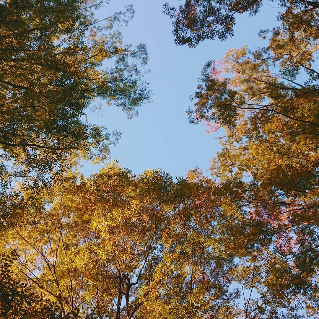 吉井怜さんのインスタグラム写真 - (吉井怜Instagram)「紅葉の季節 晴れた空も重なってカラフルー😍  #紅葉の季節 #カラフルな紅葉」10月26日 13時18分 - rei_yoshii