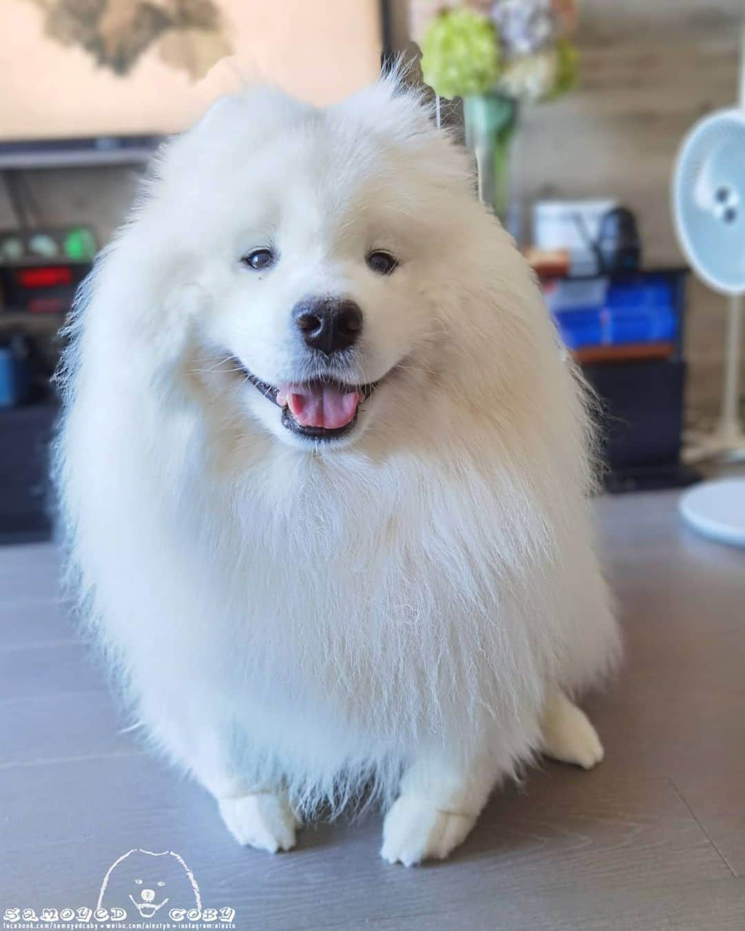 Alex Toのインスタグラム：「😘😘😘 #cute #dog #doglover #dogsofinstagram #dogoftheday #dogofthedayjp #dogstagram #fluffy #hkig #hongkong #ilovemydog #instadog #instagood #instamood #instagraphy #shibainu #samoyedoninstagram #pet #petlovers #petsofinstagram #petstagram #photooftheday #puppy #pupsofinstagram #samoyed #samoyedsofinstagram #webstagram #犬 #サモエド」