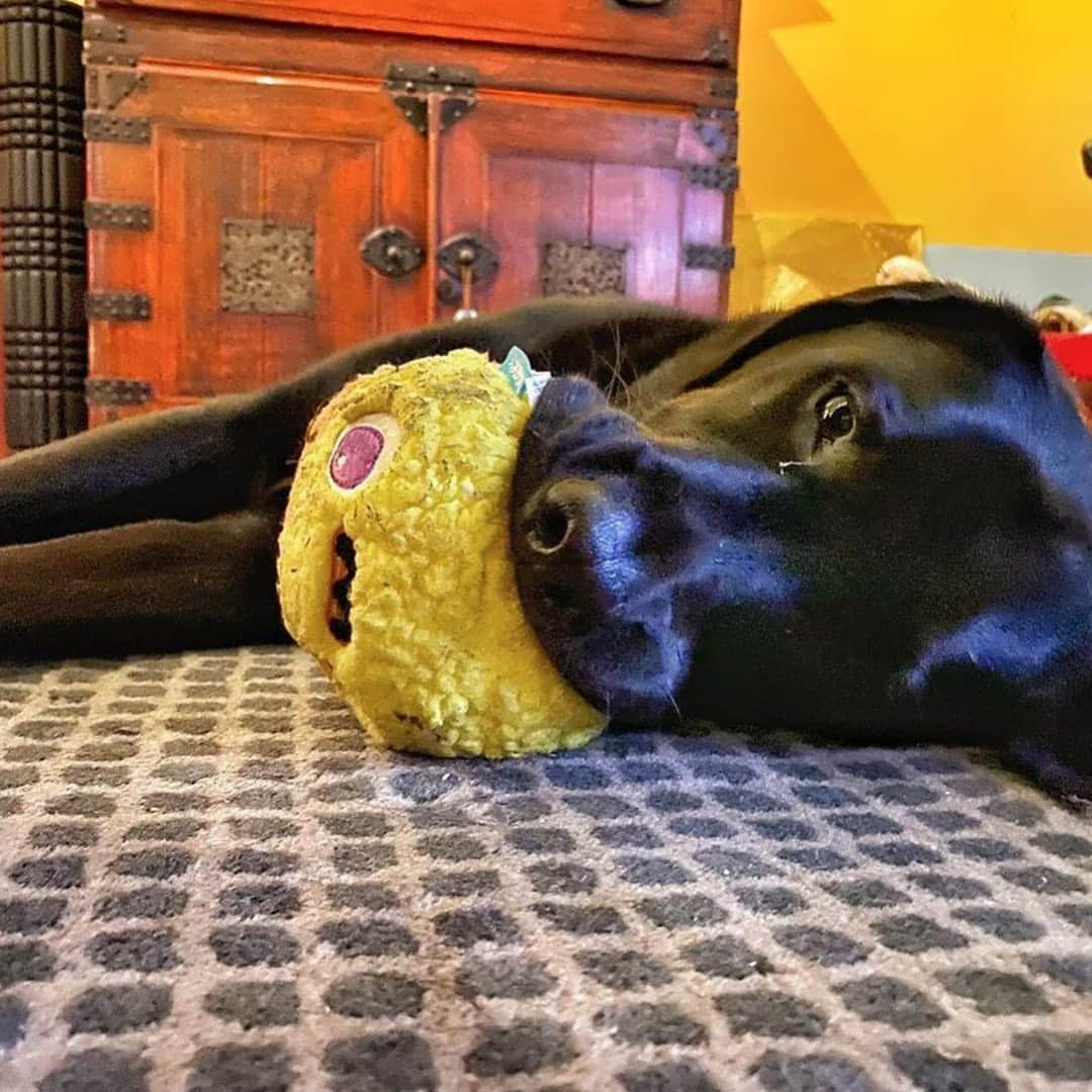 BarkBoxさんのインスタグラム写真 - (BarkBoxInstagram)「VAMPY CORN APPRECIATION POST 🧛🏻‍♂️🌽 ft:⁠⠀ ⁠⠀ @bambi_lu__⁠⠀ @kumaofsoho⁠⠀ @dogdaysof_dixiemae  @hachilife_⁠⠀ @lillythelilypad」10月26日 13時29分 - barkbox