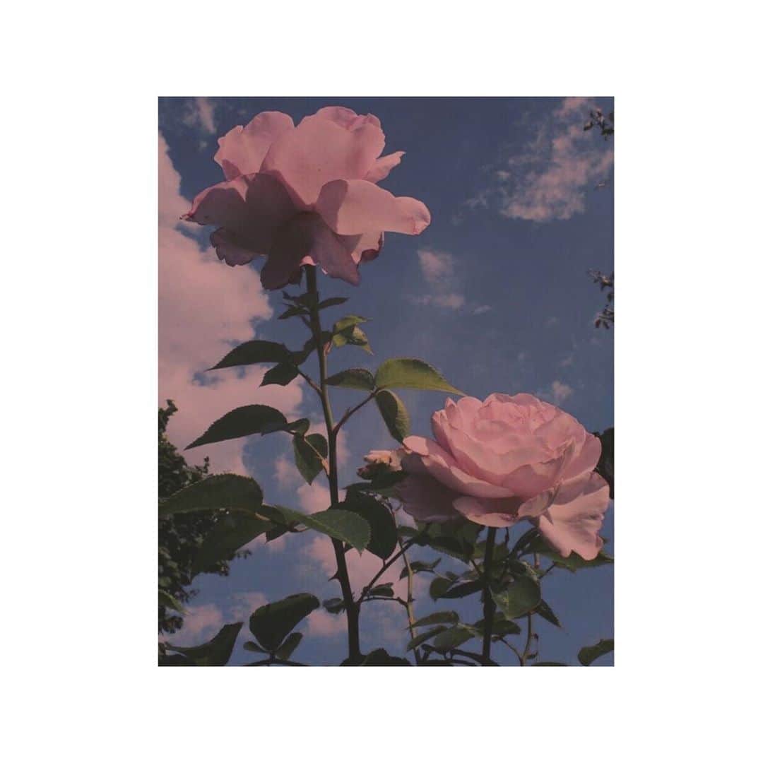 平野夢来（ゆぴぴ）のインスタグラム：「🌹」