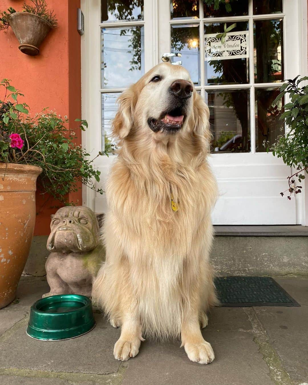 Bobさんのインスタグラム写真 - (BobInstagram)「Oficialmente nosso primeiro dia em Gramado com o time @olapet.friendly Estamos hospedados no @petitcasadamontanha Petfriendly🐾 Partiu curtir a cidade!! 🎄 Acompanhe nos stories!! . #ExpediçõesOlaPet #HyundaiPets . Destino: Gramado-RS Hotel: @petitcasadamontanha  . #gramado #riograndedosul #rs #petfriendly #destinos #destinopetfriendly #roteirosdeviagem #viagemcompets  #turismo #gastronomia #hotelaria #natalluzgramado #dogs #doglovers #pets #petsofinstagram #instagramers #olapetfriendly #creta #hyundai #expedições」10月27日 0時37分 - bob_marley_goldenretriever