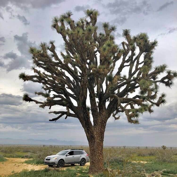 Subaru of Americaのインスタグラム