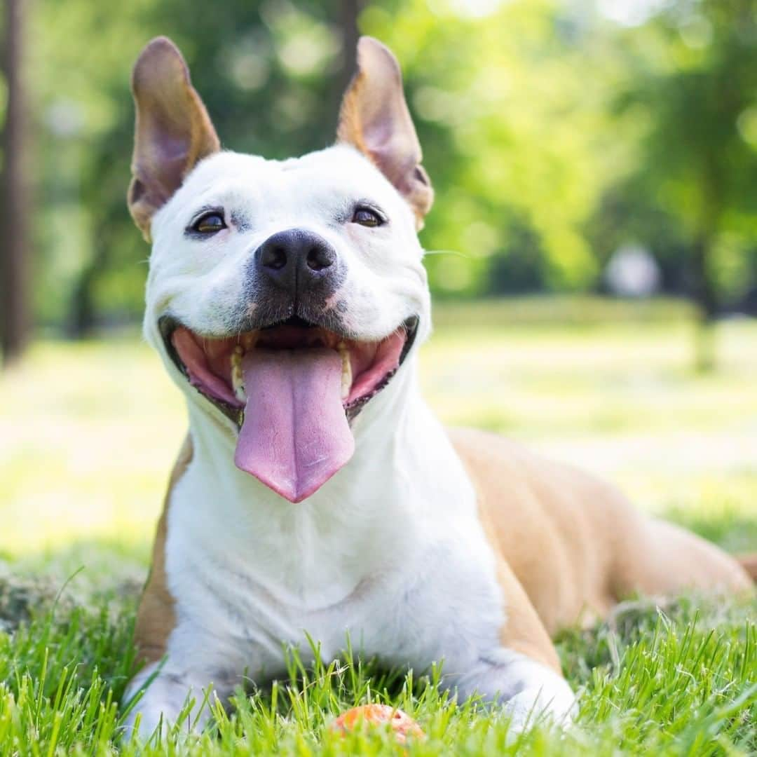 アニマルプラネットさんのインスタグラム写真 - (アニマルプラネットInstagram)「Oh hai der frend! It's #pitbullawarenessday! . . . . . #pitbull #pitbulls #pitbullawarenessday #animalplanet #dogs101 pitbullsandparolees #pitties #pittie #animals #dogs #dog #photooftheday #pictureoftheday」10月26日 23時52分 - animalplanet