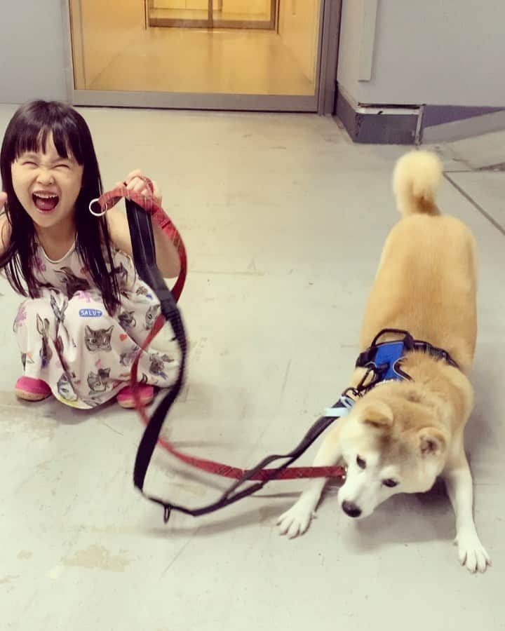 菊地由美のインスタグラム：「* 遊びたい盛りの あに🐕 と いもーと👧🏻 . #はちとめーちゃん #GoodboyHachi #元保護犬 #rescuedog #めーちゃん4歳 #yumiandmusume #denkuruhachi」