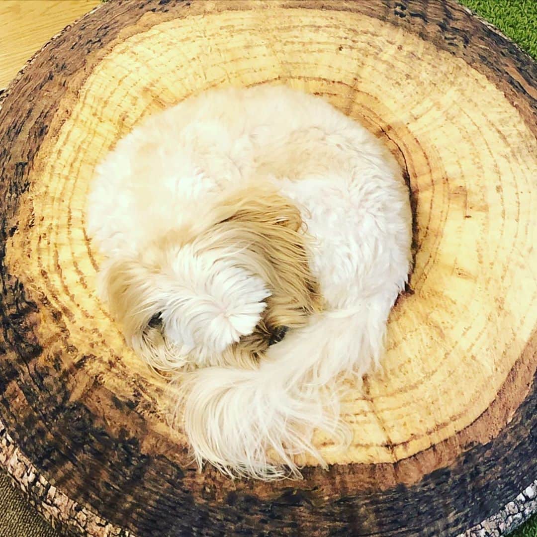 北山陽一のインスタグラム：「眠くなってきた。#きたやまおもち」