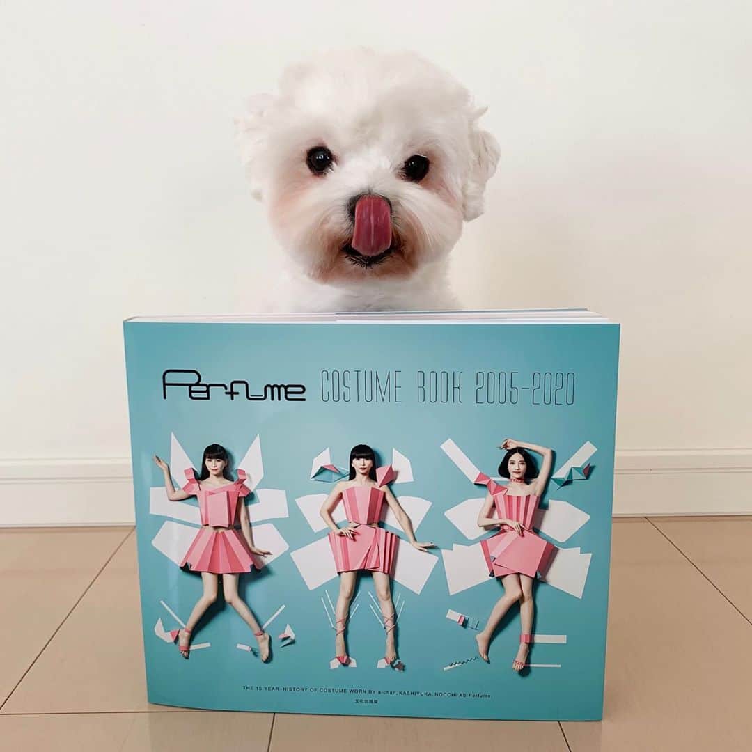 セロリのインスタグラム：「【COSTUME BOOK】 Perfumeの歴史を衣装で振り返るPerfume初の衣装本「Perfume COSTUME BOOK 2005-2020」が発売されました。 楽曲衣装だけではなく、テレビ出演時の衣装やライブ＆フェスなどのレアな衣装を含む、3人分で761着が1冊にまとまってます。 表紙の3人が印象的だったので「本日のおまけ」でいくらも真似してみました（強引極まりない） #prfm #perfumecostumebook #maltese #マルチーズ #アレルギー #malteseofinstagram #maltese101 #malteser #malteseofficial #maltesedog #dog #instadog #dogstagram #dogoftheday #doglovers #instapet #adorable #ilovemydog  #ペット #わんこ #ふわもこ部 #犬のいる暮らし #いぬら部  #いぬすたぐらむ #イッヌ」
