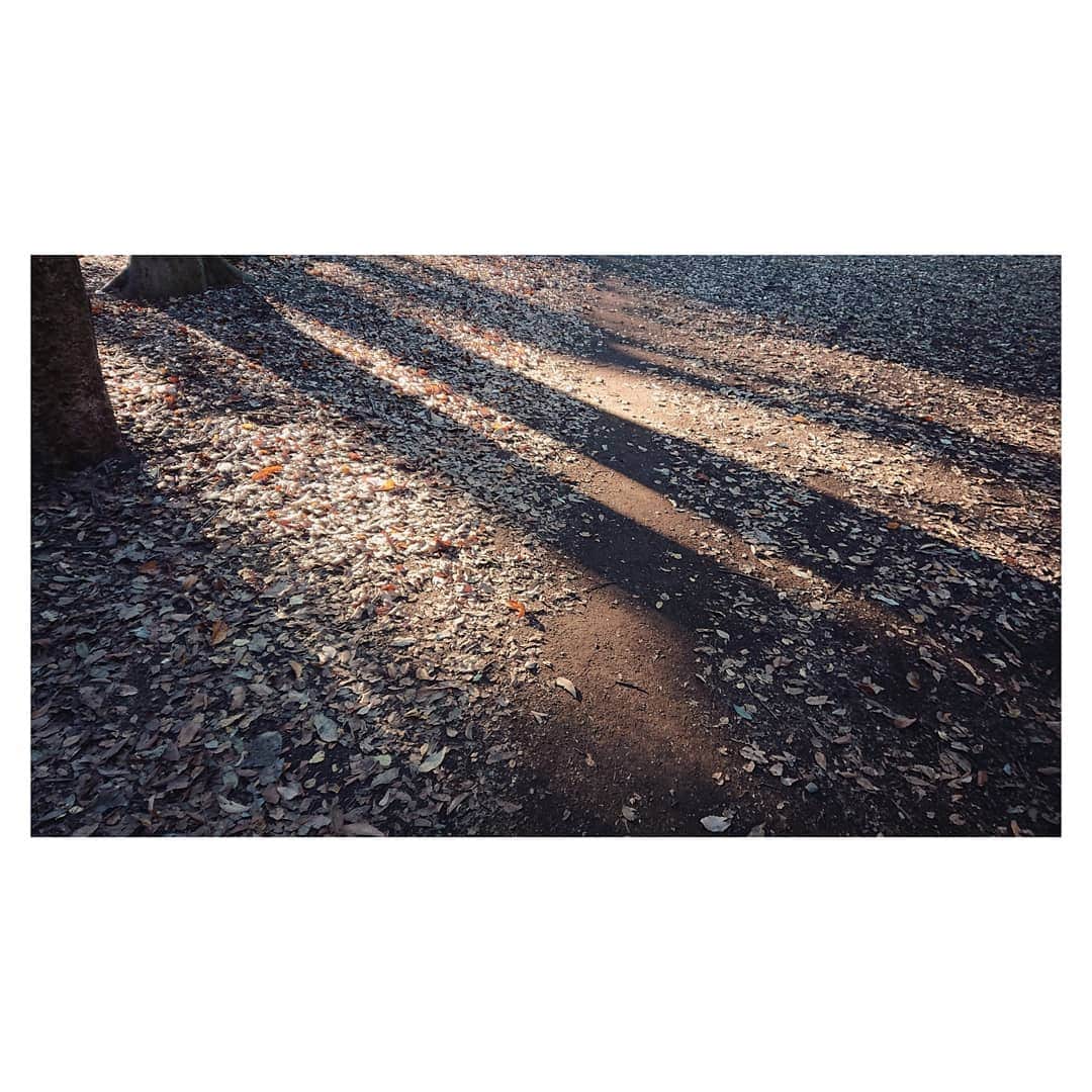 花村怜美のインスタグラム：「#木陰 #影 #枯れ葉 #落ち葉 #晴れ #公園 #自然 #秋 #景色 #風景 #trees #shade #fallenleaves #park #walk #nature #autumn #japan」