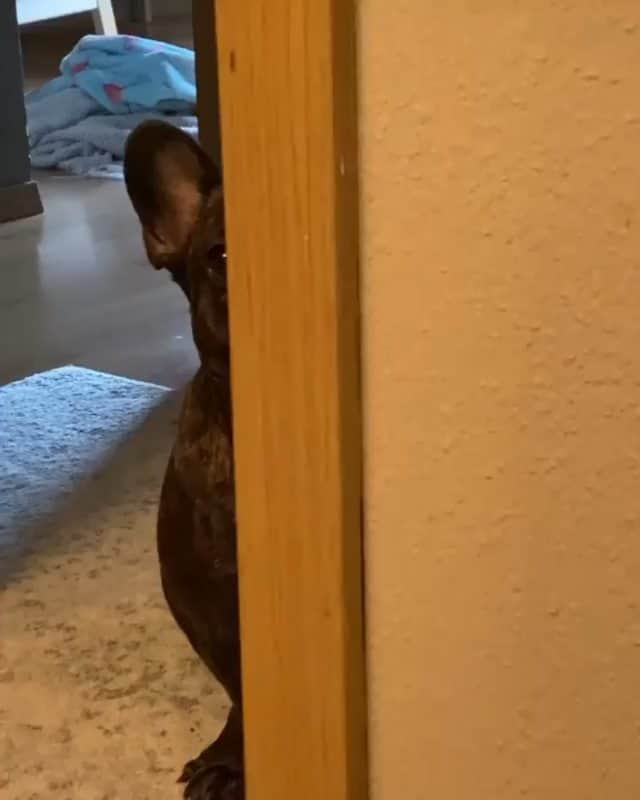 French Bulldogのインスタグラム