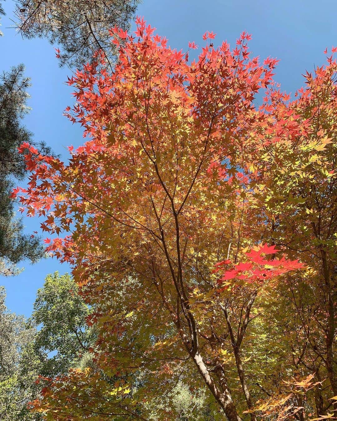 川島幸美さんのインスタグラム写真 - (川島幸美Instagram)「🍁🍁🍁」10月26日 16時56分 - yukimikawashima