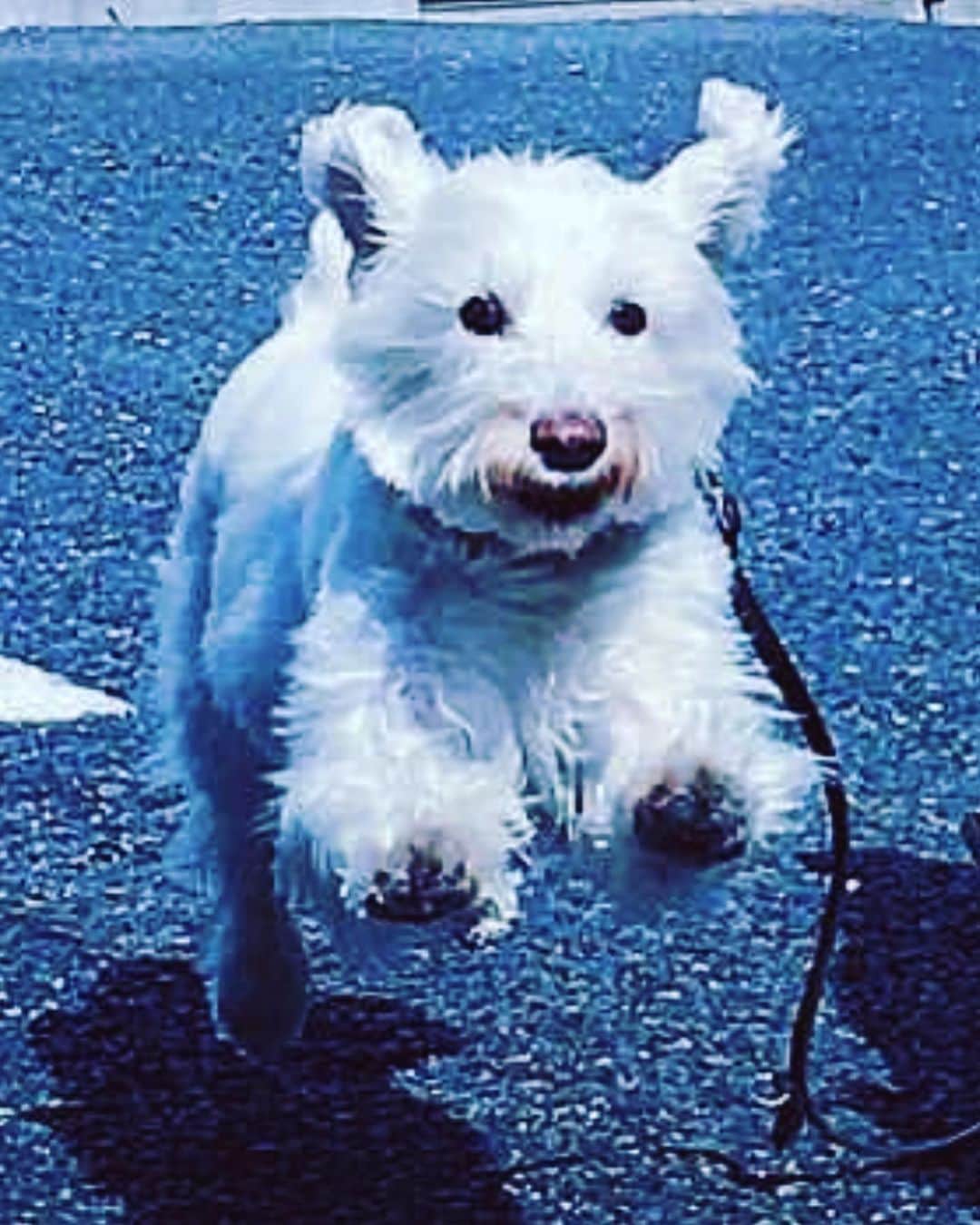 谷川じゅんじさんのインスタグラム写真 - (谷川じゅんじInstagram)「You will always be with us.  颯爽と走る彼女はいつも美しかった。少しずつ前向いていこうとやっと思えた秋の空。ふと見上げた雲をみて本当に救われた。ここ数日の秋晴れにもありがとうって言いたくなった。皆さんの言葉や祈りにも心から感謝してます。 #mutsulann #mutsulannsora #loveyoualways #今日からがんばる」10月26日 17時03分 - junjitanigawa
