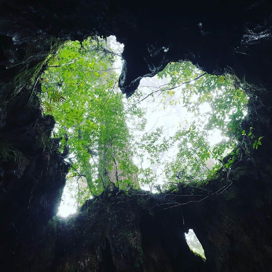 田中順平さんのインスタグラム写真 - (田中順平Instagram)「幸せになれるウィルソン株のハート . . . 屋久島のトレッキングは景色が色々と楽しめるので👍 . . #屋久島 #屋久島トレッキング #ウィルソン株 #ウィルソン株のハート」10月26日 17時04分 - junpei__tanaka