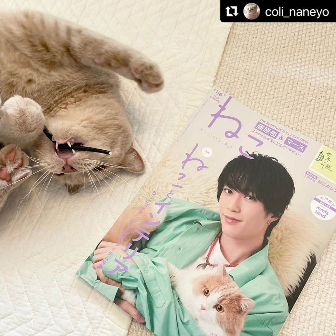 ねこさんのインスタグラム写真 - (ねこInstagram)「@coli_naneyo さん、ありがとうこざいますぅ〜❤️そんなにひっくり返るほど嬉しいのかな？！🎁☺️💞笑　こちらも嬉しいゾ💞またインスタ企画参加してねっ🙌🏻⤴︎ #Repost @coli_naneyo with @make_repost ・・・ 🐈 雑誌「ねこ 116号」にこりすを載せていただきました🙌 コメントも添えてもらって嬉しいです😊（本人もひっくり返って喜んでます） 楽しく読ませていただきました❣️ @neko_magazine さま、ありがとうございます☺️❤️  @neko_magazine #neko_magazine #ねこ116 #ねこ116号 #ねこマガジン #ねこは人を笑顔にする #ブリティッシュショートヘア #ブリショー #クリームタビー #英短 #britishshorthair #instacat #catstagram #cat #ilovemycat」10月26日 17時05分 - neko_magazine