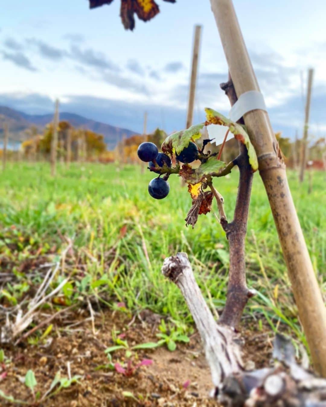 都倉賢のインスタグラム：「都倉ワイナリーの畑のPinot Noir が少しだけ実をつけました🍇  まだまだワインにするには収量が少ないけど、2年後か3年後にはこの苗からワインが作れそう👏👏👏  楽しみだな😘」