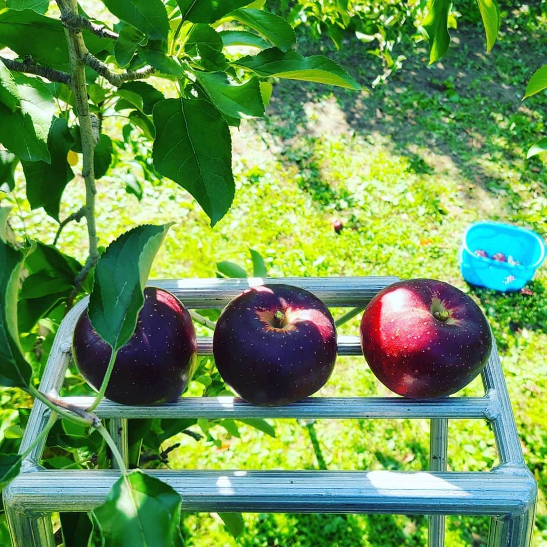 小平奈緒さんのインスタグラム写真 - (小平奈緒Instagram)「赤沼地区のやまだい農園さんに行ってきました🍎 昨年の台風災害で収穫間近で流されてしまったりんごは、再び土の養分となり、生まれ変わりのりんごになって、たくさん実ってくれていました✨ 赤沼、長沼地区に広がるりんご畑に、枝が耐えられないほどたくさんの赤い実がついた様子を見て「あぁ～、良かった」と思う反面、解体した家屋や流された当時のままの施設を見るとやはりまだ心は痛みます。  何がどれだけ力になれるか、後押しになれるか分かりませんが、私たちがりんごを食べて元気になるのと同じくらいのパワーをこちらからも送り続けたいと思います🔥  日頃からサポートいただいている方のもとへも、11月末頃美味しいりんごが赤沼から旅立つ予定です🙌(たくさん送り状書きました✏️😁)  今は、秋映(もうすぐ終わり)、シナノスイート、シナノゴールドが旬の時期だそうです🍏🍎 三代目園主の良孝さんに「まずは噛れやぁ」といただいたシナノスイートがとても美味しかったです😋🍎  #やまだい農園 #信州りんご発祥の里 #赤沼地区 #信州のりんご #信州産」10月26日 17時23分 - nao.kodaira