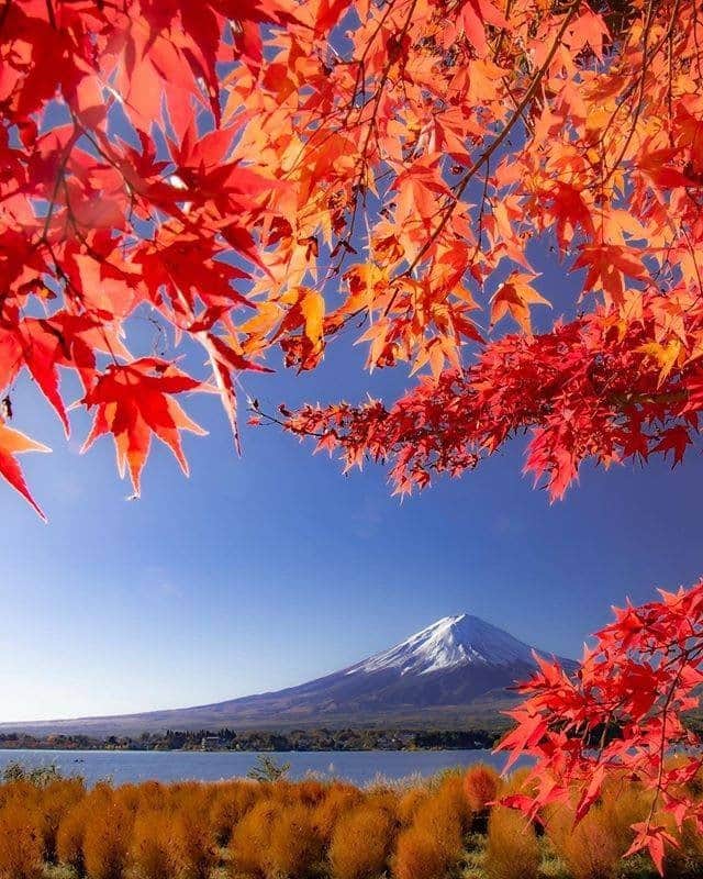 JALさんのインスタグラム写真 - (JALInstagram)「. Enchanted by the vivid colors of the red maple leaves against the majestic Mt. Fuji. #UncommonOctober  赤く染まったもみじと #富士山 の鮮やかなコントラストに魅了されます👀 . . Photo by @shinichiro.ss Post your memories with #FlyJAL  #JapanAirlines #japan #yamanashi #japan_daytime_view」10月26日 17時30分 - japanairlines_jal
