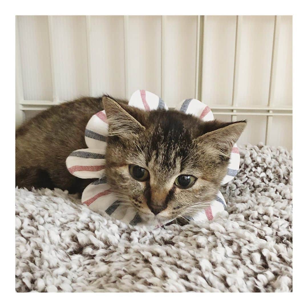 こむぎのインスタグラム：「* 先日もアップした"そらちゃん" 急遽我が家で預かり保育にやって来ました🤗 まだまだ緊張した面持ちで、3日ほどの短い期間ですが、それまでに少しは仲良くなれるといいなー♡ 新作のトリコロールザビエルの子猫サイズのものをつけたらピッタリだった🤗 おトイレの失敗も今のところないし、ご飯もモリモリ食べてとても優秀です✨ 生後4〜5ヶ月ほどのサビ柄の女の子🐈 空港の敷地内で保護された子です。 岐阜愛知三重で里親様募集中🤗 まだ小さくシャーしますがそれもまたかわゆしです🥺 #里親募集 #里親募集中 #空港のそらちゃん」