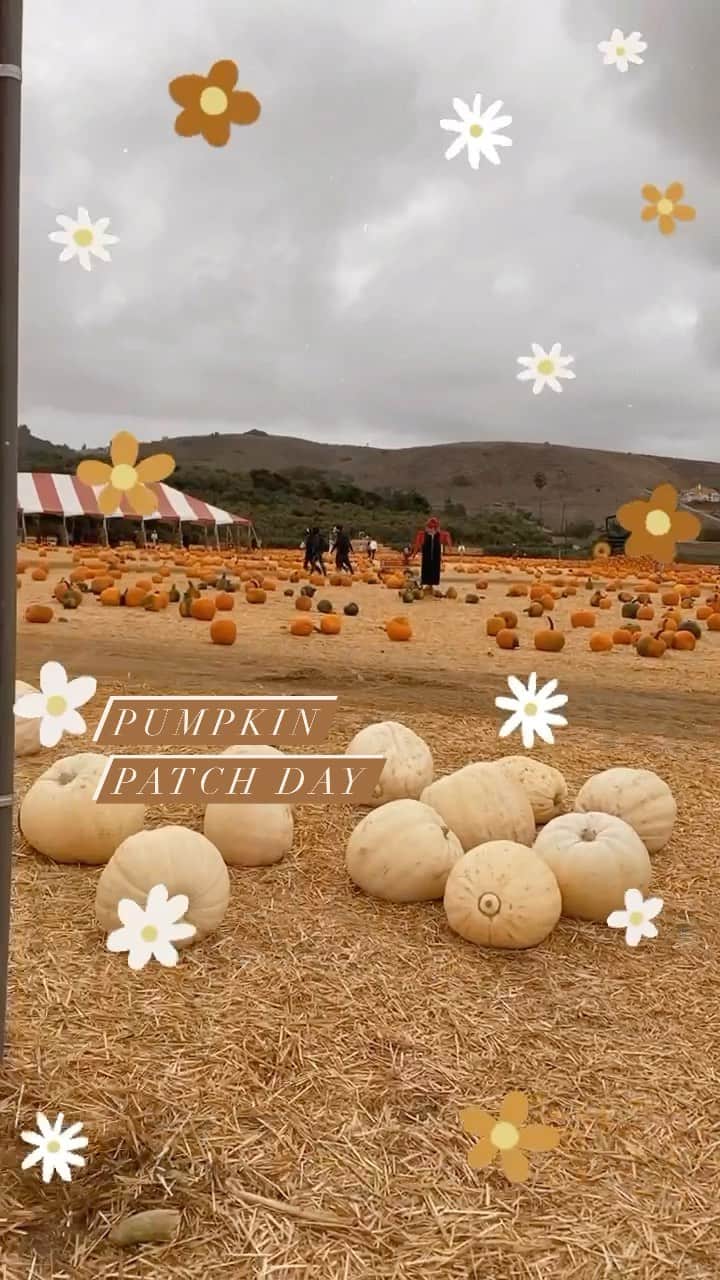 フリーディアのインスタグラム：「We got to visit @underwoodfamilyfarms early Sunday morning with the family for a #pumpkinpatchday Kids had loads of fun 🤩 it’s always nice when you are outside and the kids are happy running around 🎃 #memoriesbeingmade  P.S Go earlier than later! Don’t forget to RSVP your ticket 🎫  * * 日曜日の朝早くからカボチャ牧場に家族揃って行きました。外でお散歩しながら子供ははしゃぎながら走り回るのて最高だね。楽しかった〜！！ 今日のアドバスは朝一番で行くことかな。お昼前から行列でした。 #underwoodfamilyfarms #underwoodfarms #pumpkins #halloween #pumpkinpatch #friedia #family #friediamn」