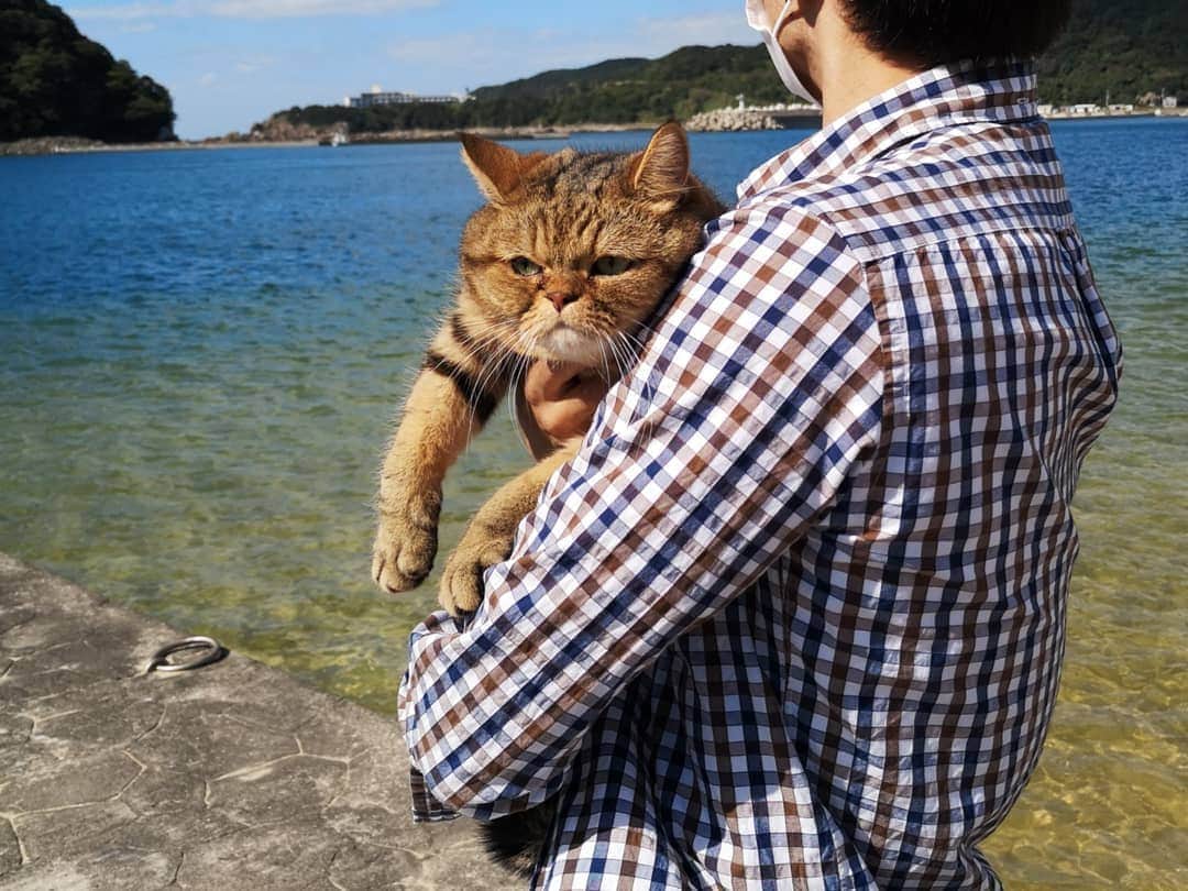 寅次郎（とらちゃん）さんのインスタグラム写真 - (寅次郎（とらちゃん）Instagram)「☆ 綺麗な海と僕🌊✨✨ . . #和歌山 #すさみ #小旅行の様子はブログにて公開中😽🚗³₃ #goto #gotoトラベルキャンペーン . . #cat #cute #meow #貓 #ねこ #エキゾチックショートヘア #無敵の親バカ同盟 #猫のいる暮らし #にゃんすたぐらむ #ペコねこ部 #ねことの暮らし」10月26日 17時54分 - torachanthecat