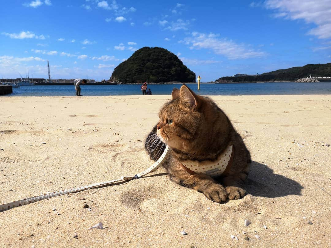 寅次郎（とらちゃん）さんのインスタグラム写真 - (寅次郎（とらちゃん）Instagram)「☆ 綺麗な海と僕🌊✨✨ . . #和歌山 #すさみ #小旅行の様子はブログにて公開中😽🚗³₃ #goto #gotoトラベルキャンペーン . . #cat #cute #meow #貓 #ねこ #エキゾチックショートヘア #無敵の親バカ同盟 #猫のいる暮らし #にゃんすたぐらむ #ペコねこ部 #ねことの暮らし」10月26日 17時54分 - torachanthecat