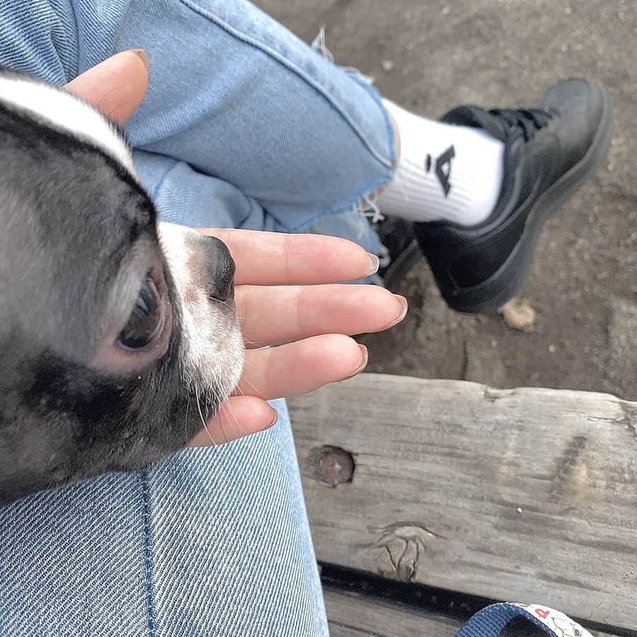 仲本莉絵瑠のインスタグラム：「今日はいいお散歩日和だった🍁 #bostonterrier #ボストンテリアパピー #ボストンテリア #いぬすたぐらむ #いぬのいる暮らし #いぬのきもち」