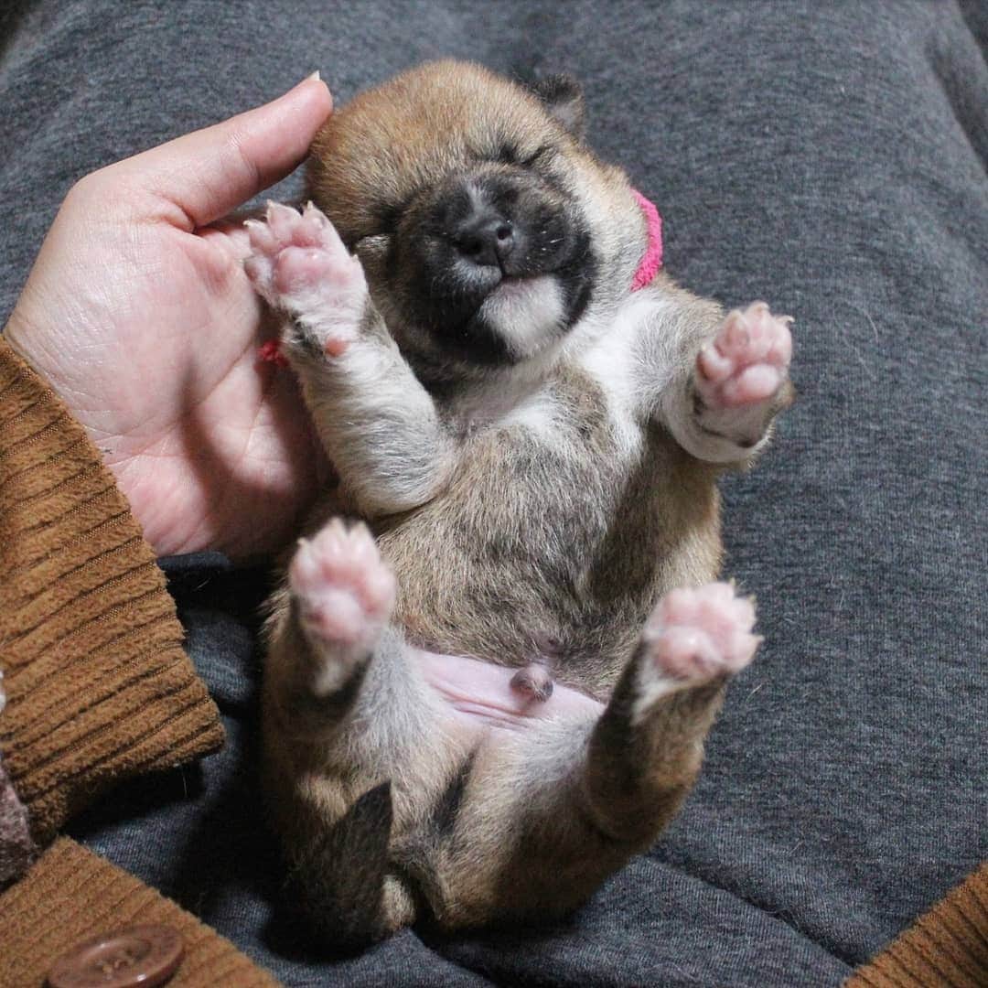 柴犬たま Shibainu Tamaのインスタグラム