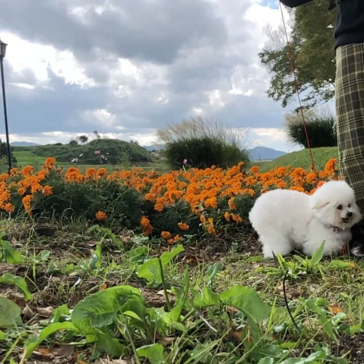 ゆうのインスタグラム：「. . . 必死で付いて来る アーニーさん🐶💓 . 可愛いやつだ。 . . #一瞬だからスローでお届け . . .」